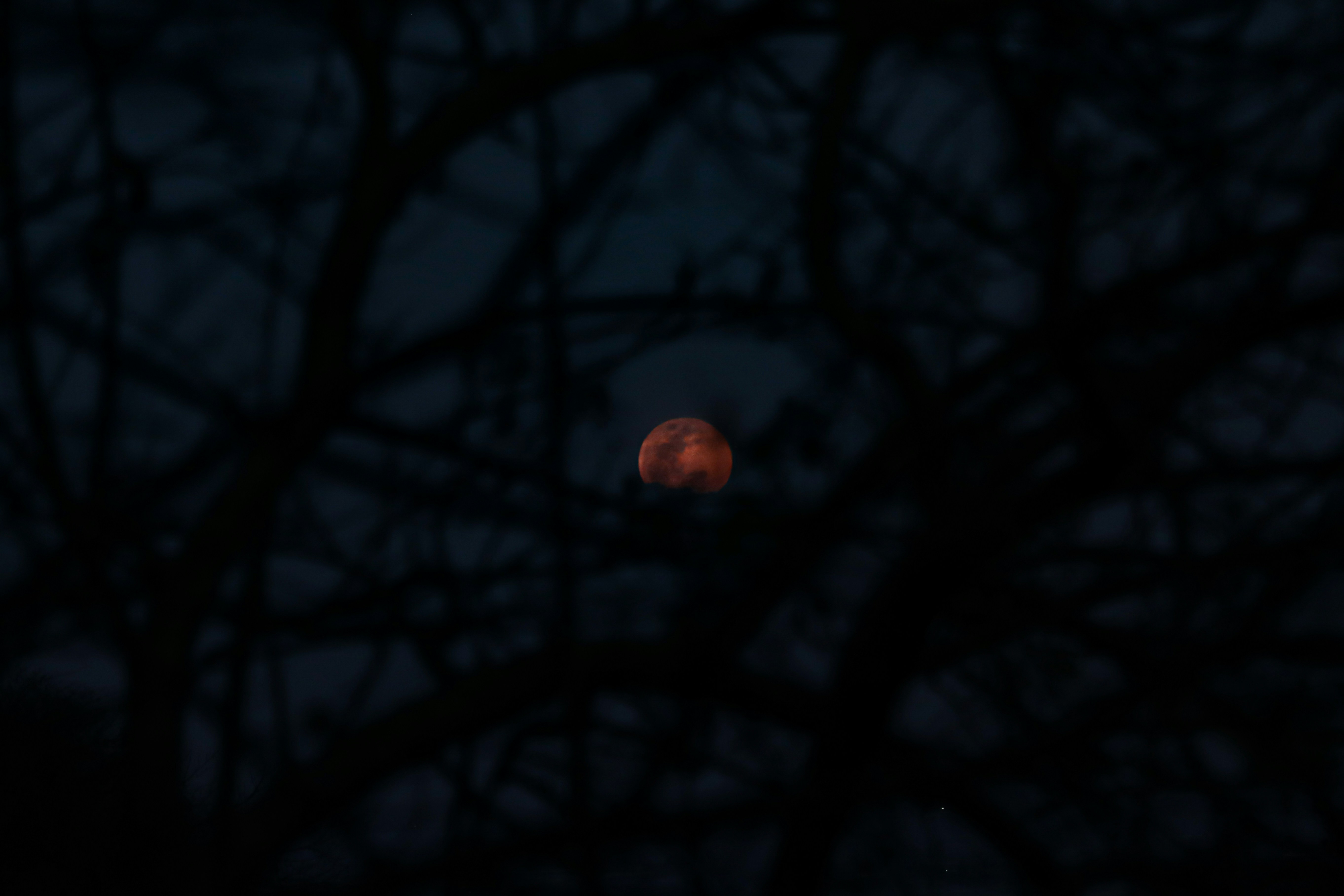 Lune rouge visible à travers les branches sombres des arbres