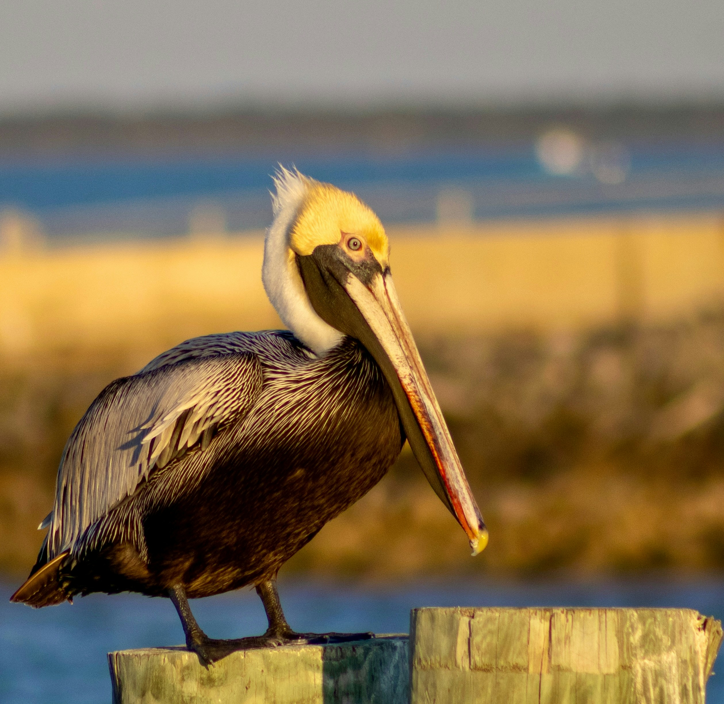 Photo by wilsonsharpshots