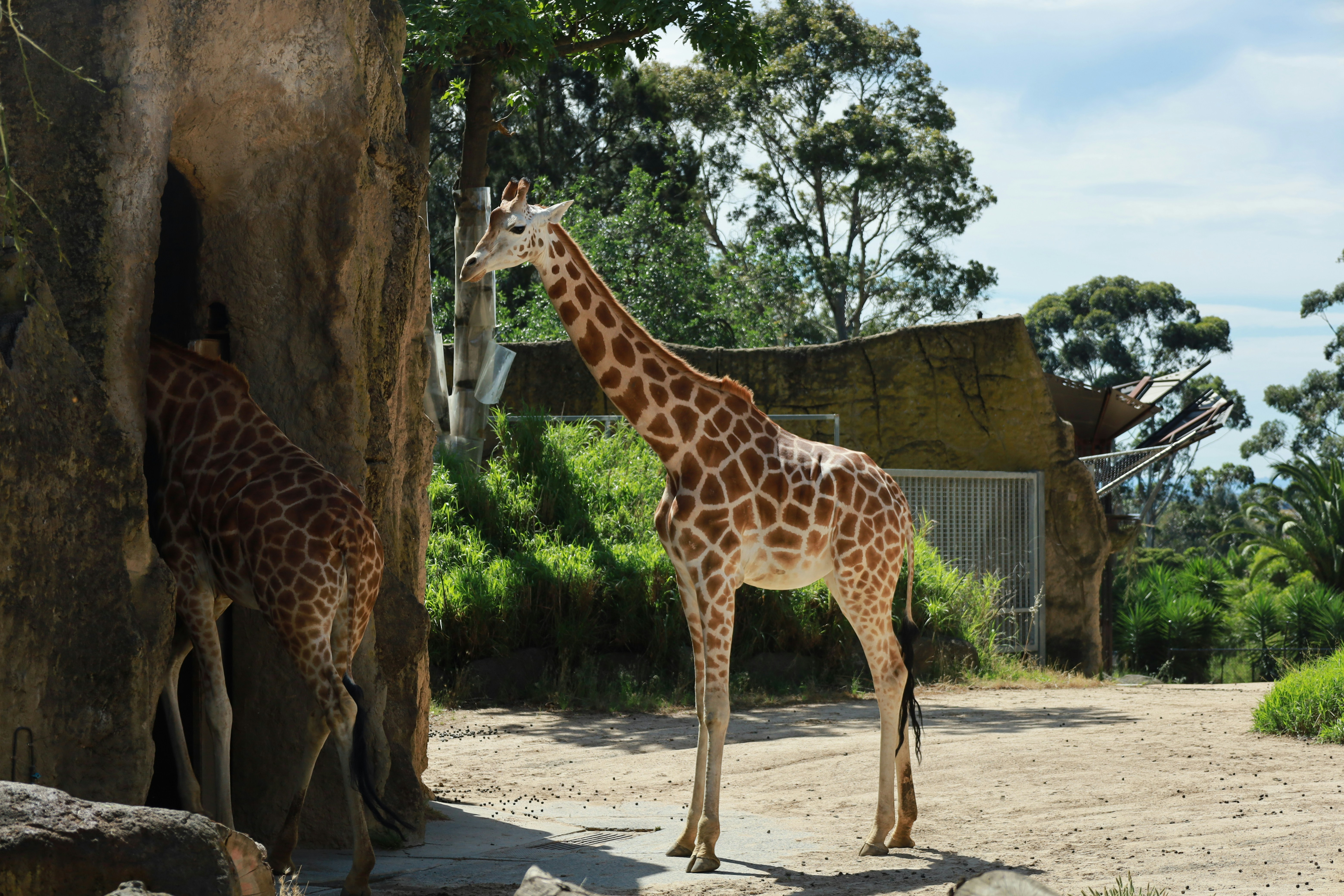 Two giraffes near a rock structure in a zoo.