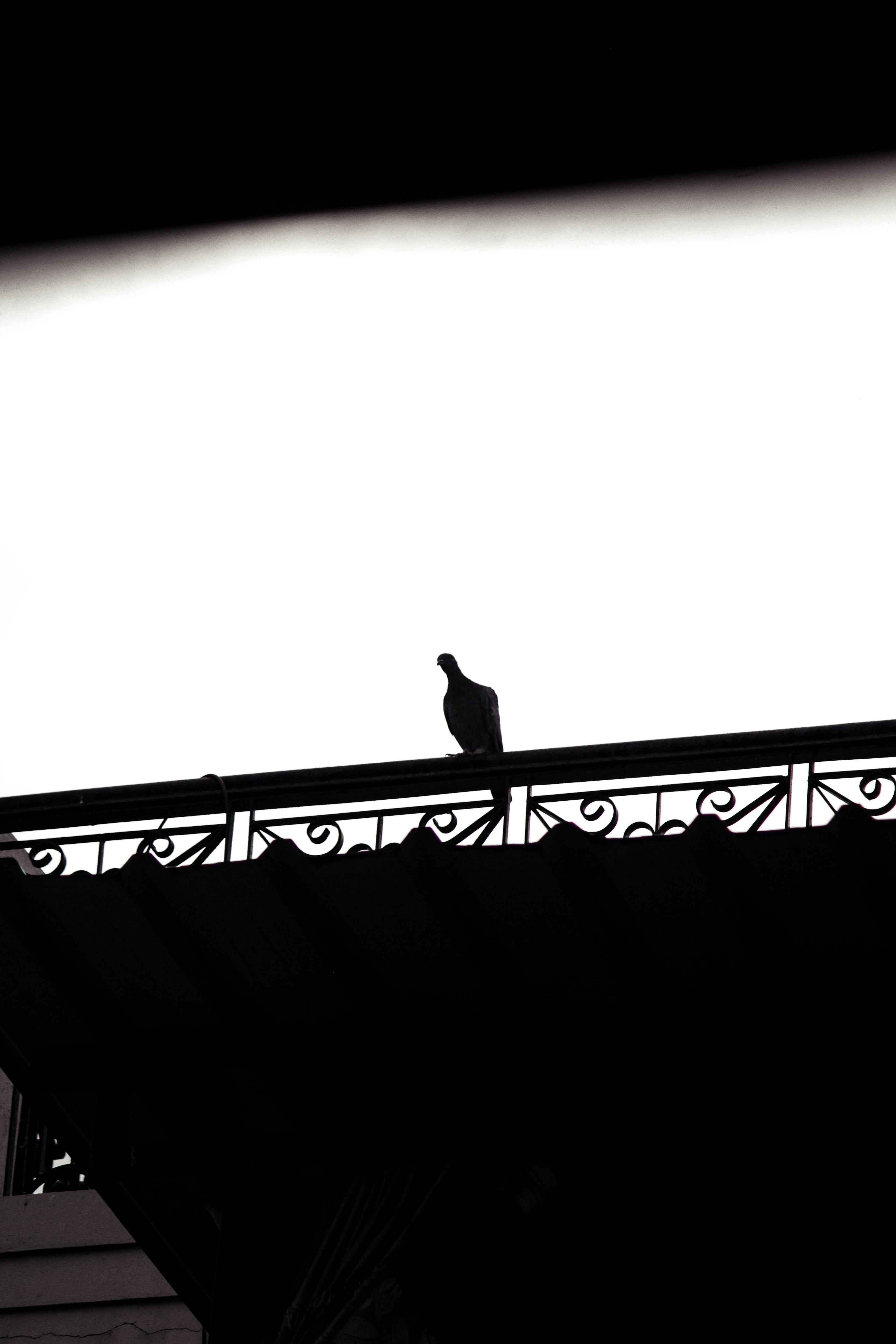 Silhouette of a bird perched on a rooftop railing