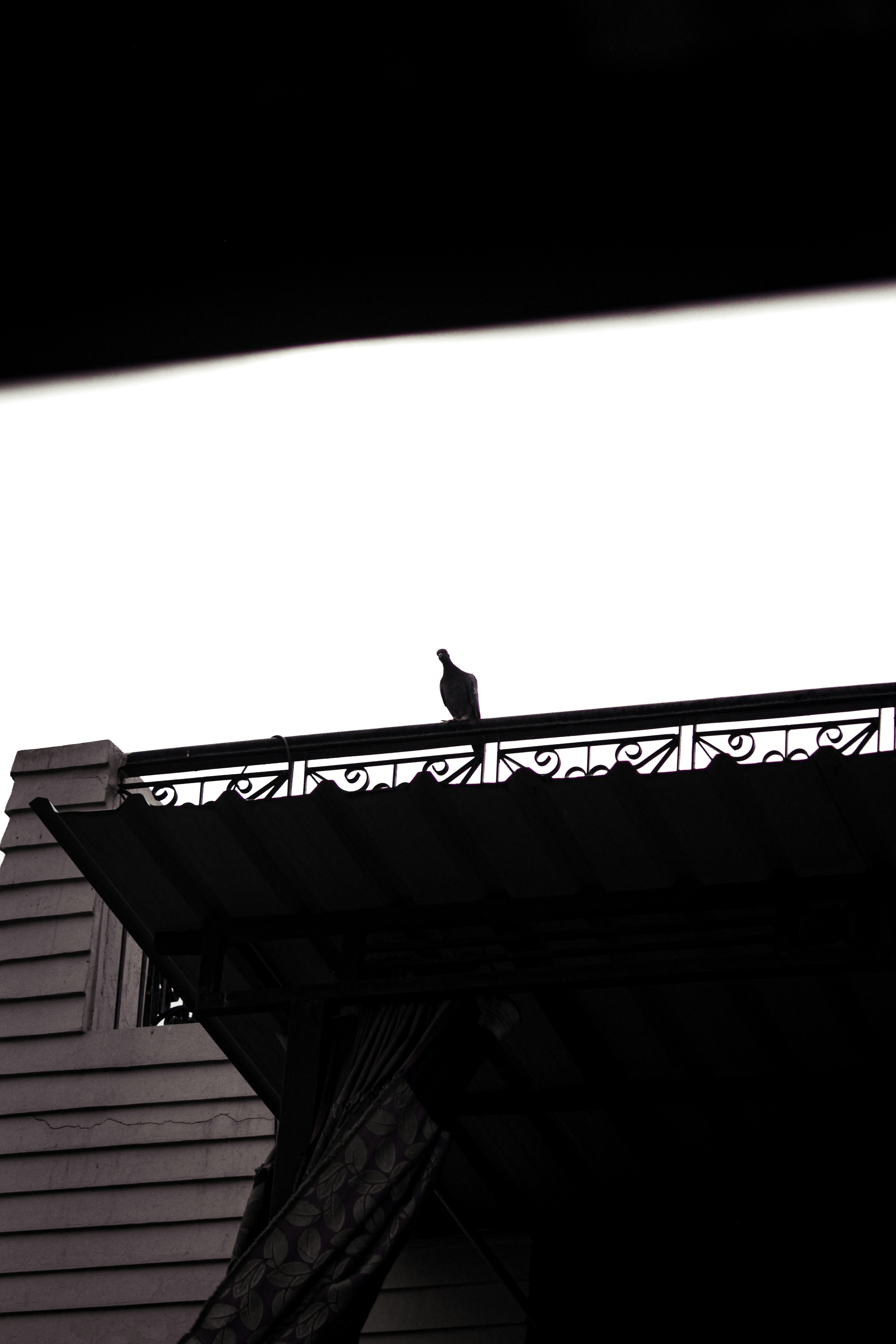Silhouette of a bird perched on a rooftop railing.