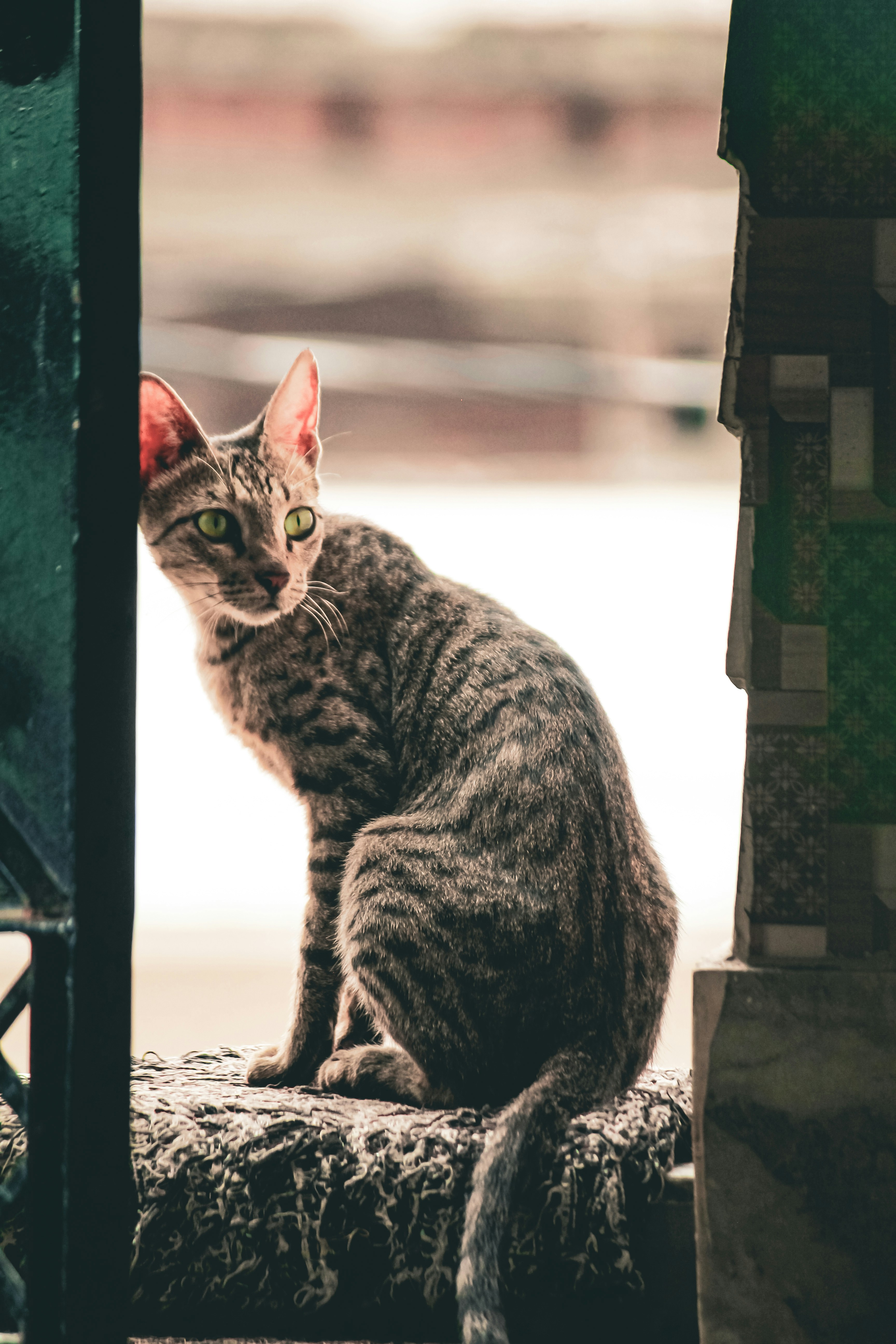 A tabby cat with green eyes sits on a ledge.