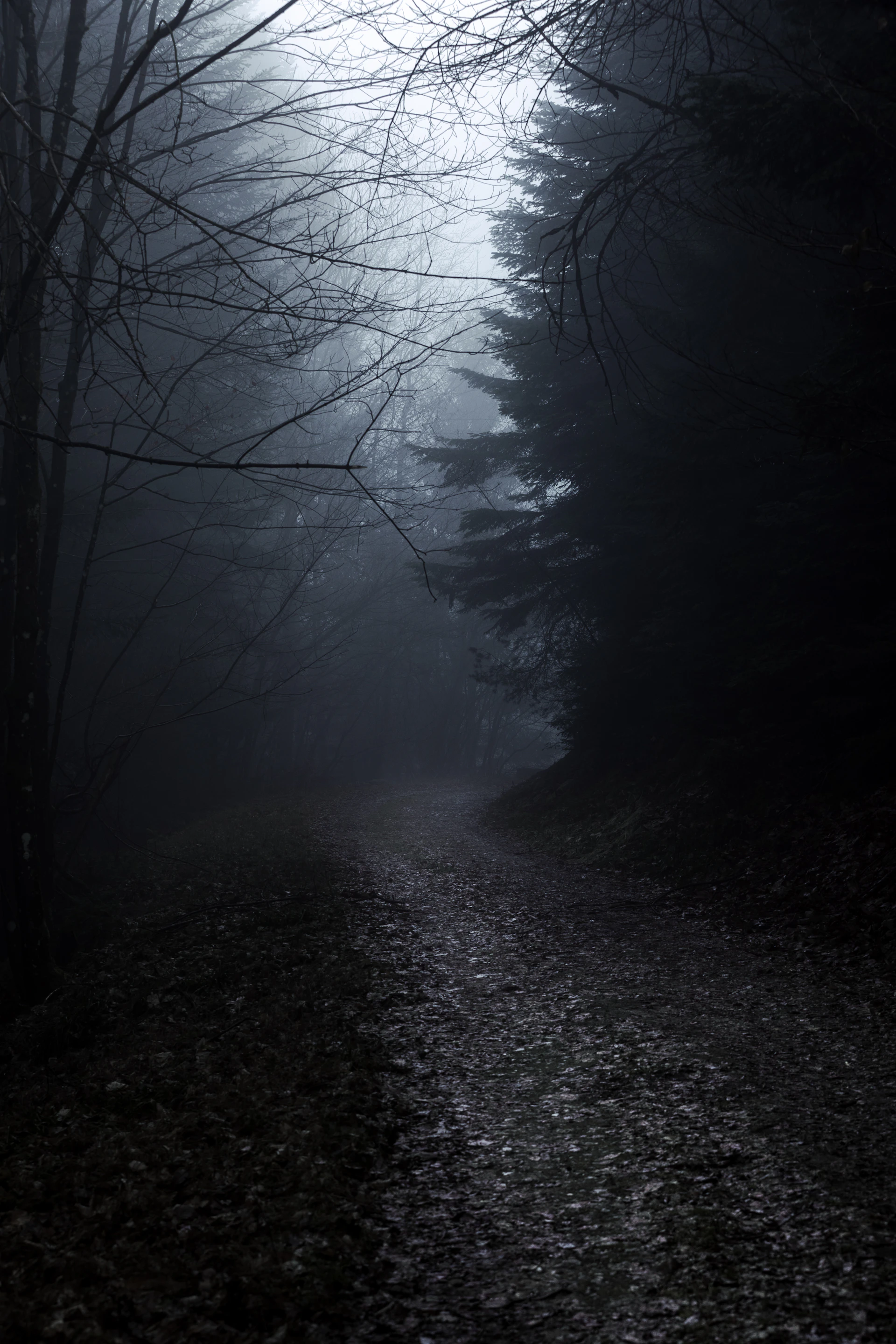 A foggy path through a dark, misty forest