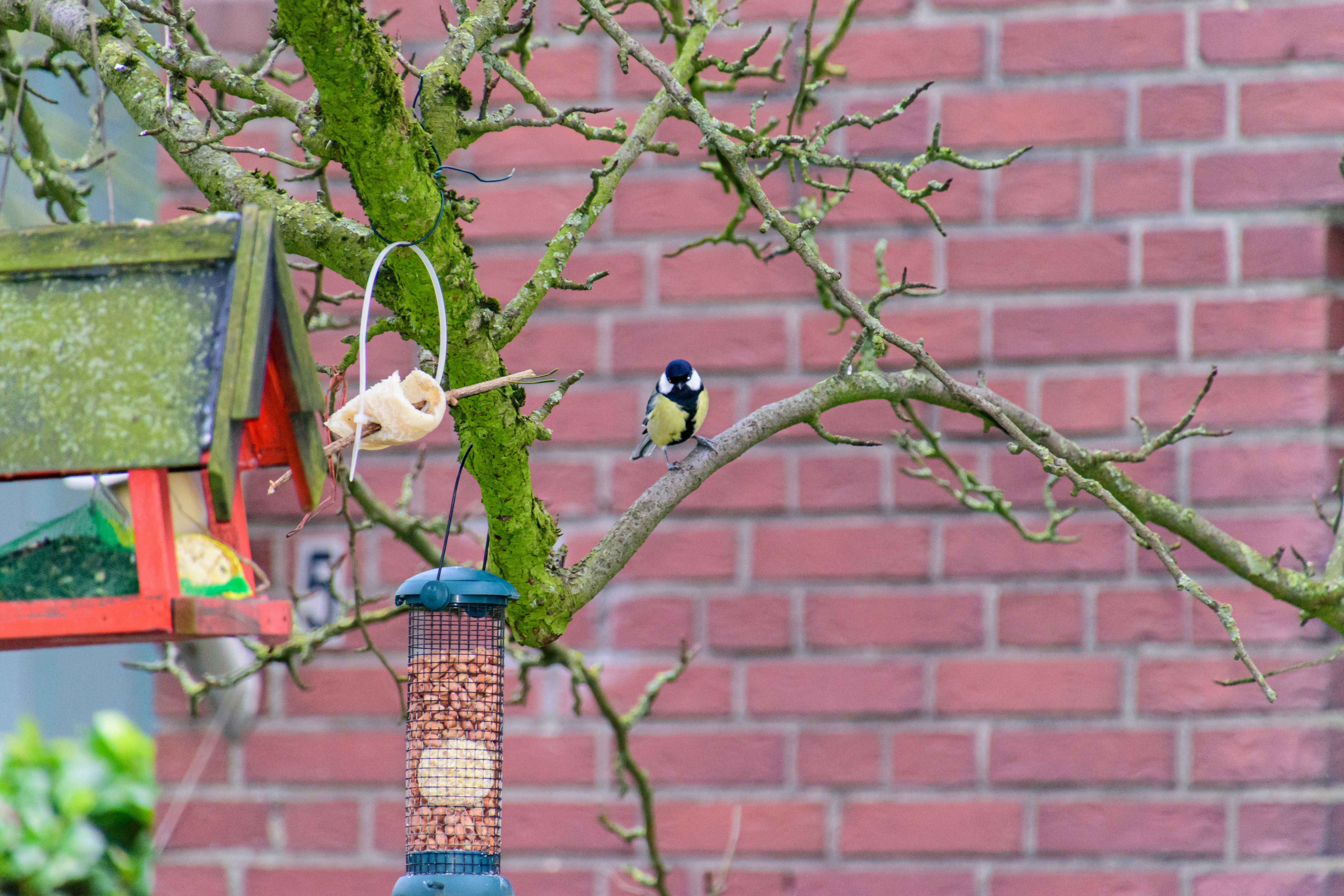 Eine Kohlemeise sitzt auf einem Ast in der Nähe von Futterstellen.