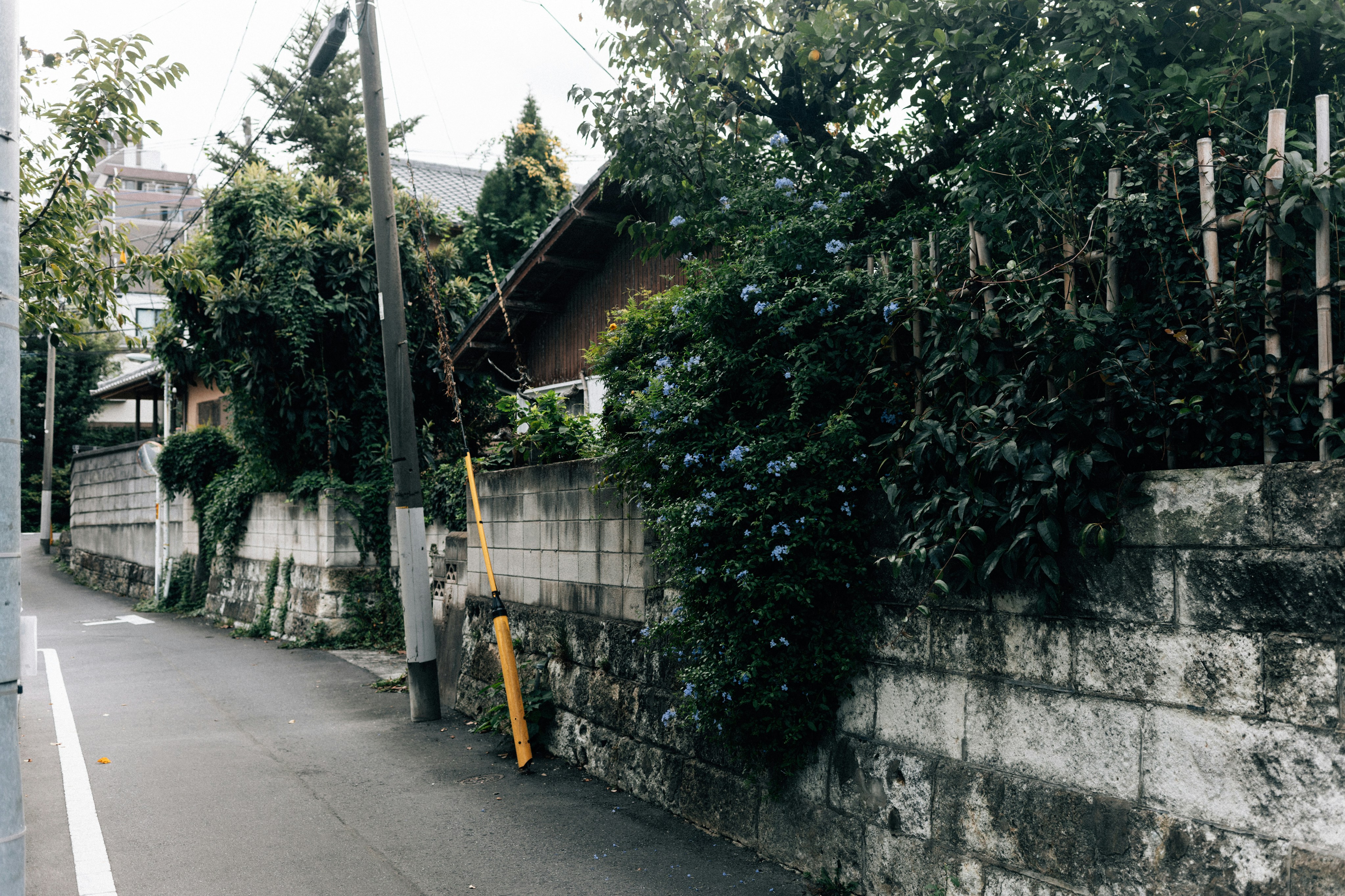 Photo by tsuyoshikozu