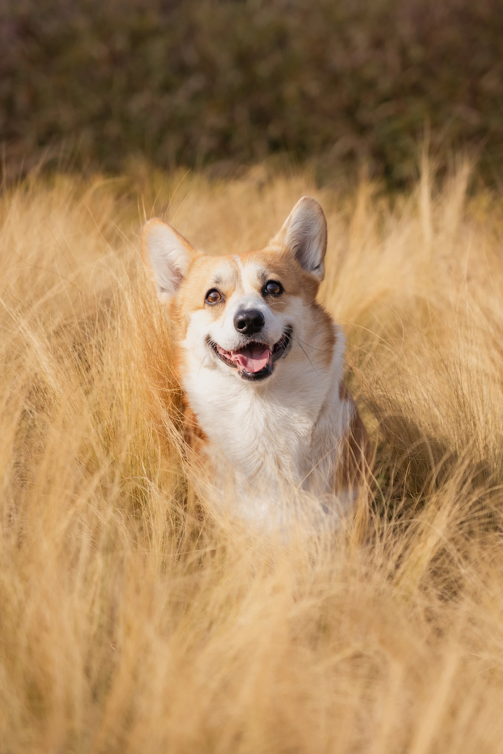 Câine corgi ieșind dintr-un lan de iarbă înaltă