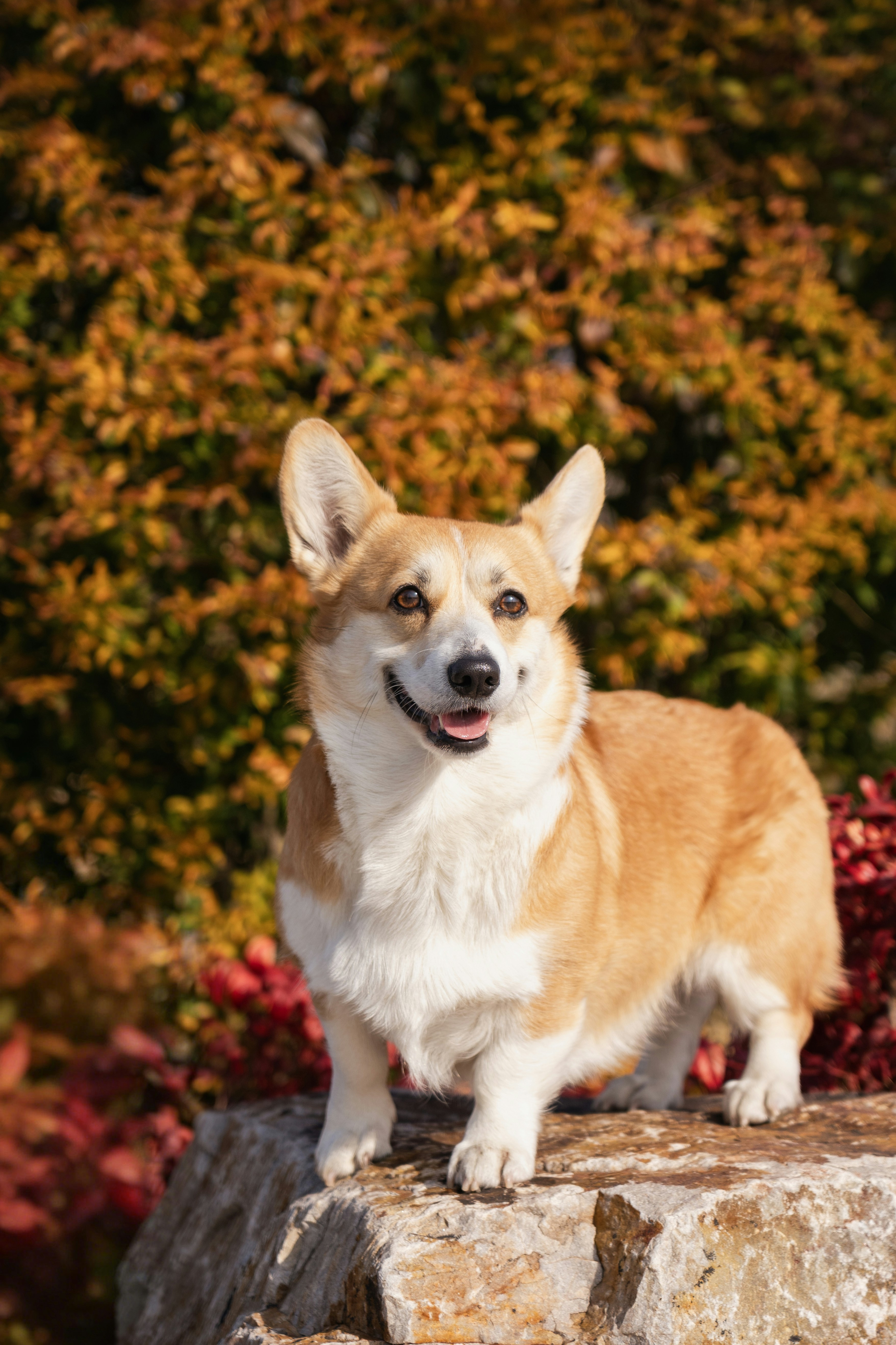 A pembroke welsh corgi stands on a rock outdoors.