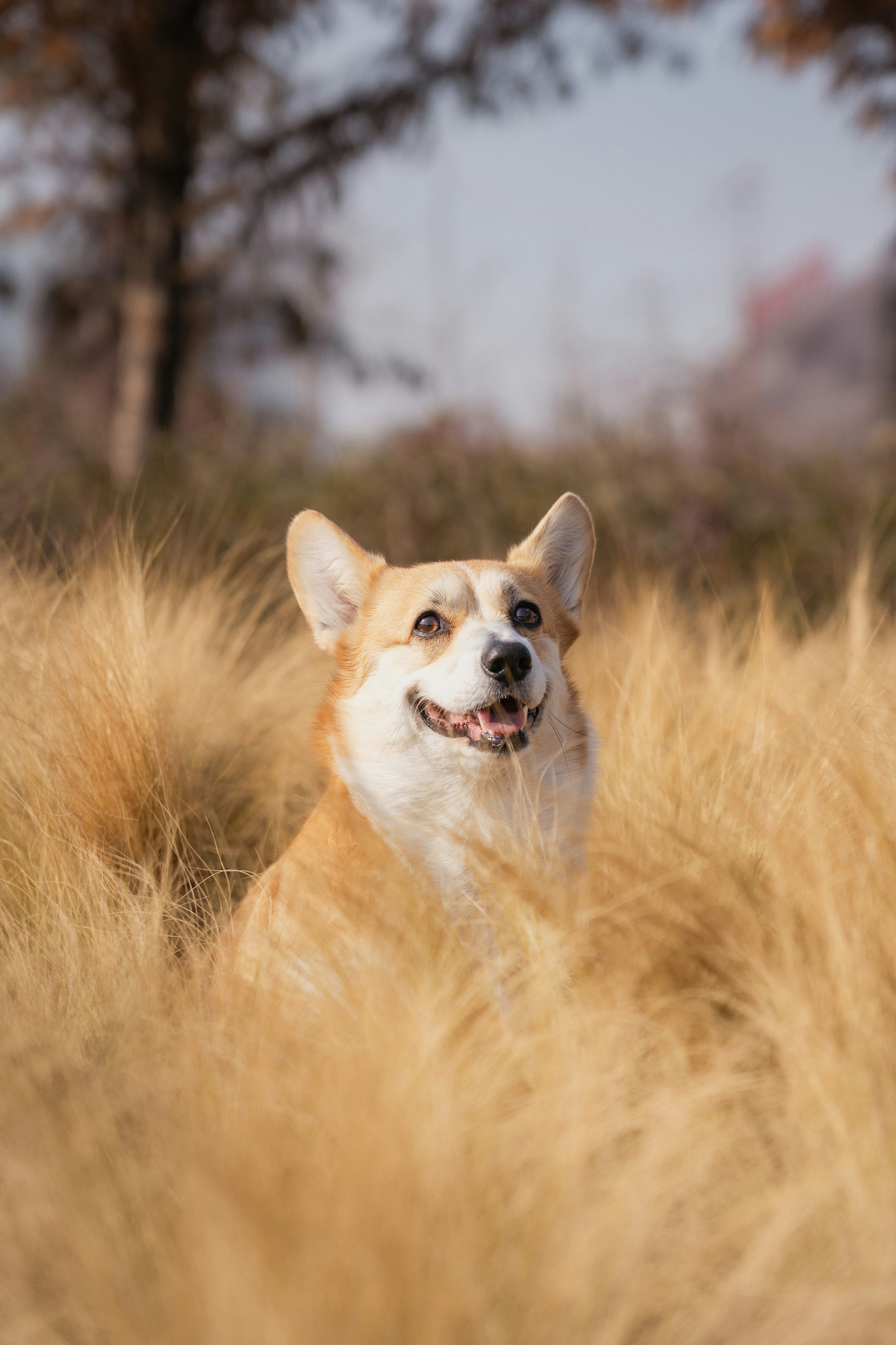 A happy corgi dog sits in tall, dry grass.