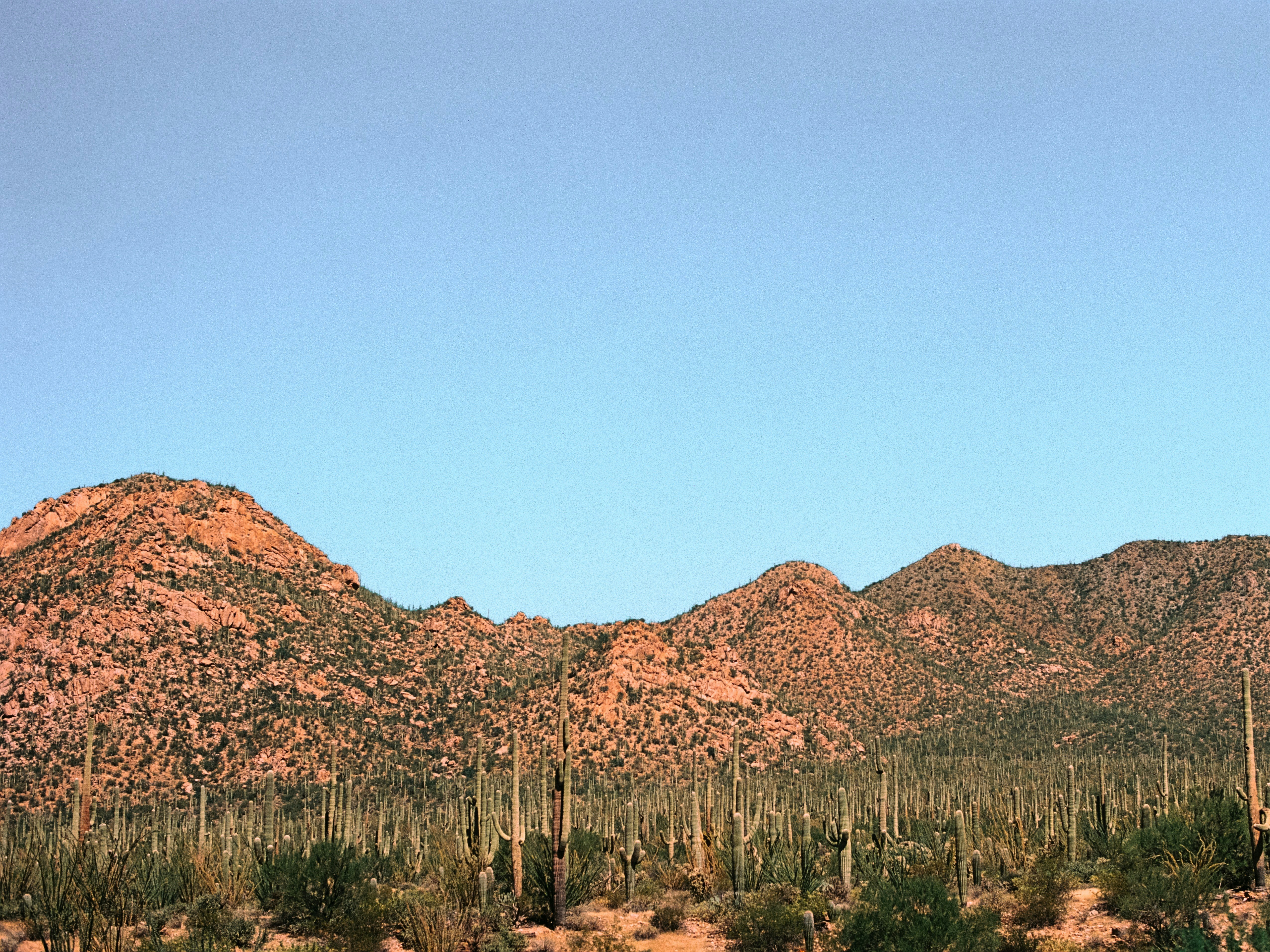 Desert landscape with saguaro cacti and mountains