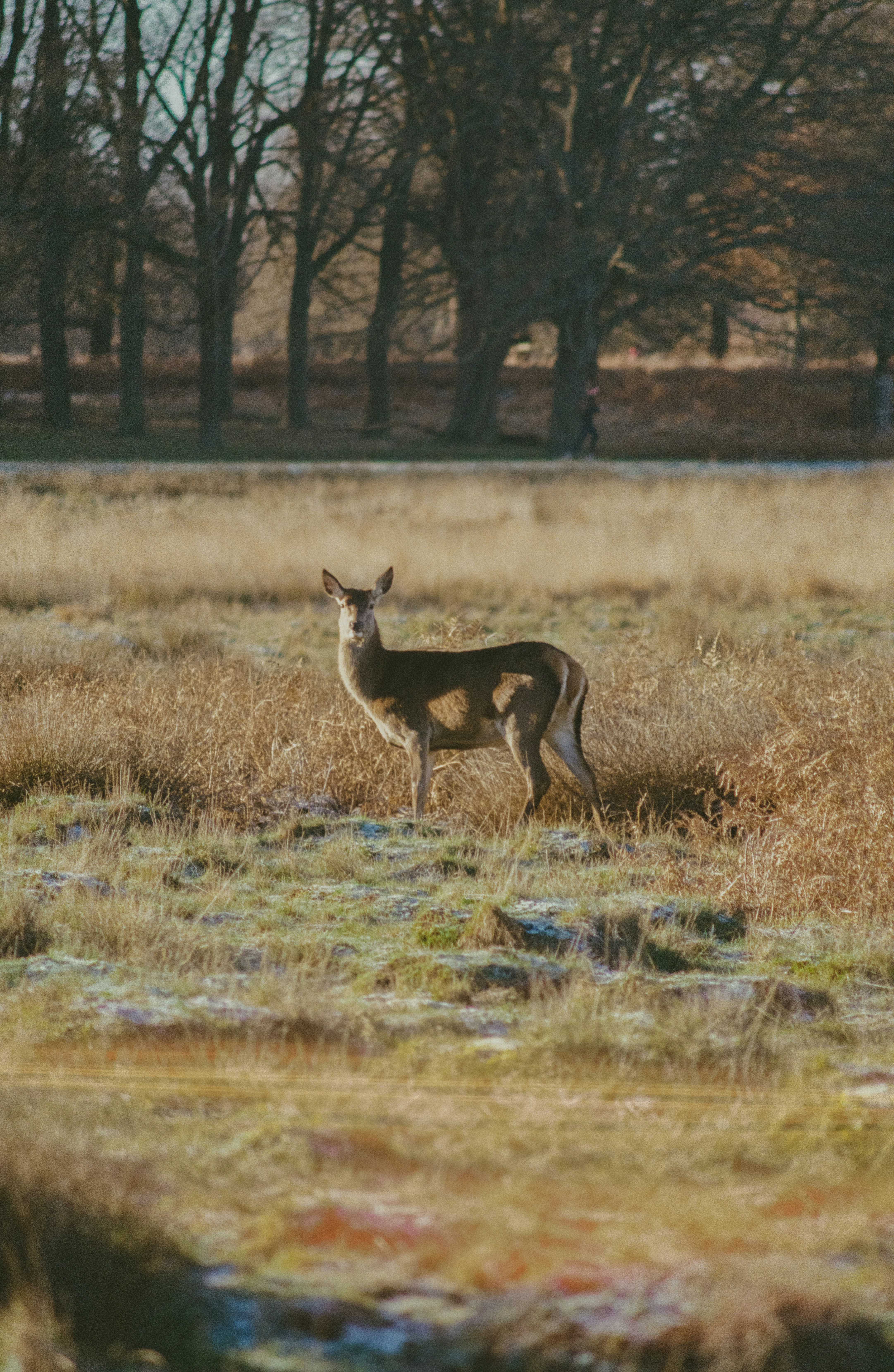 Photo by olliesing