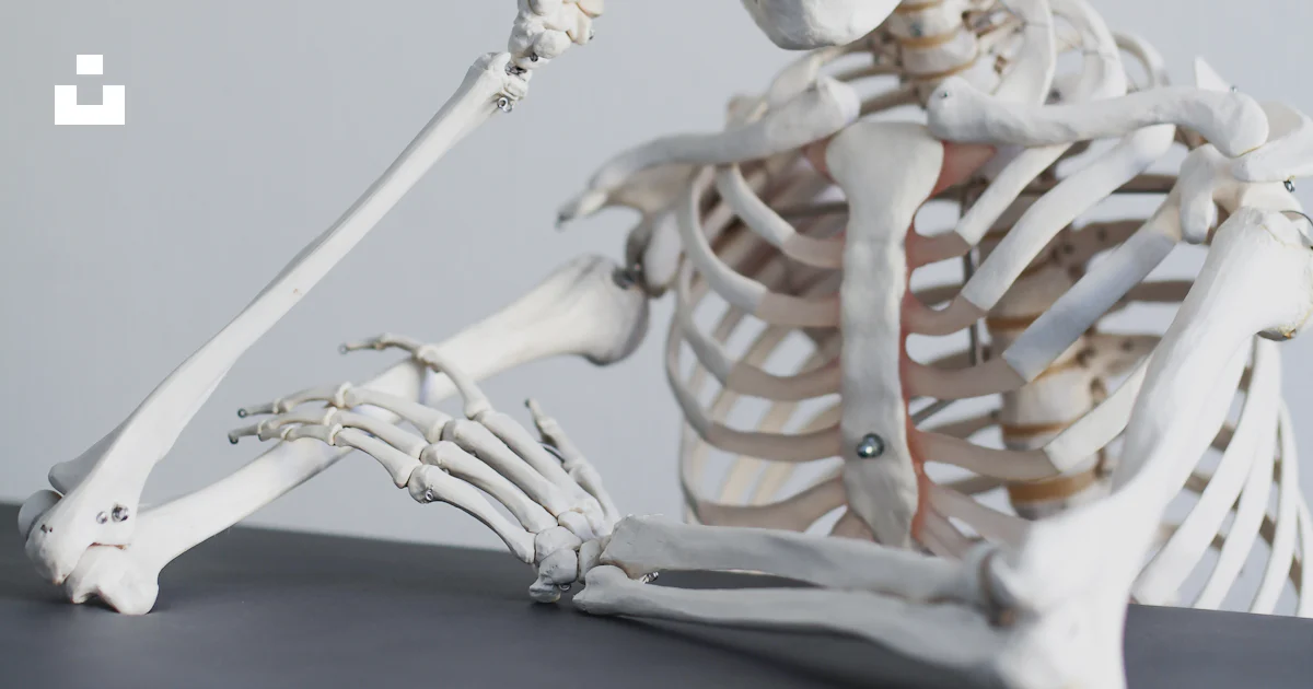 Skeleton Rested Skeleton resting its head on its hand. photo – Free Study Image on Unsplash