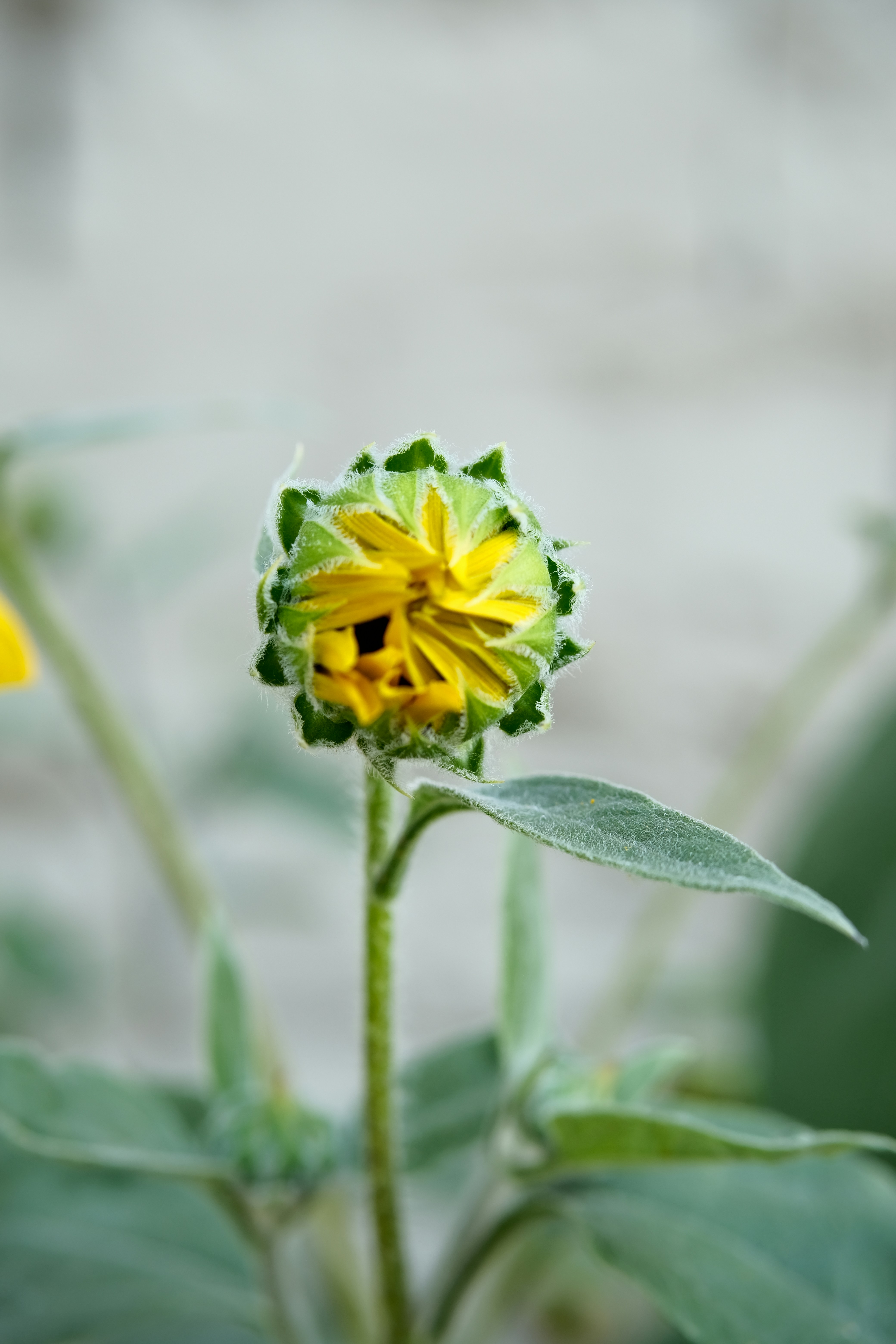 A yellow flower bud with green leaves.