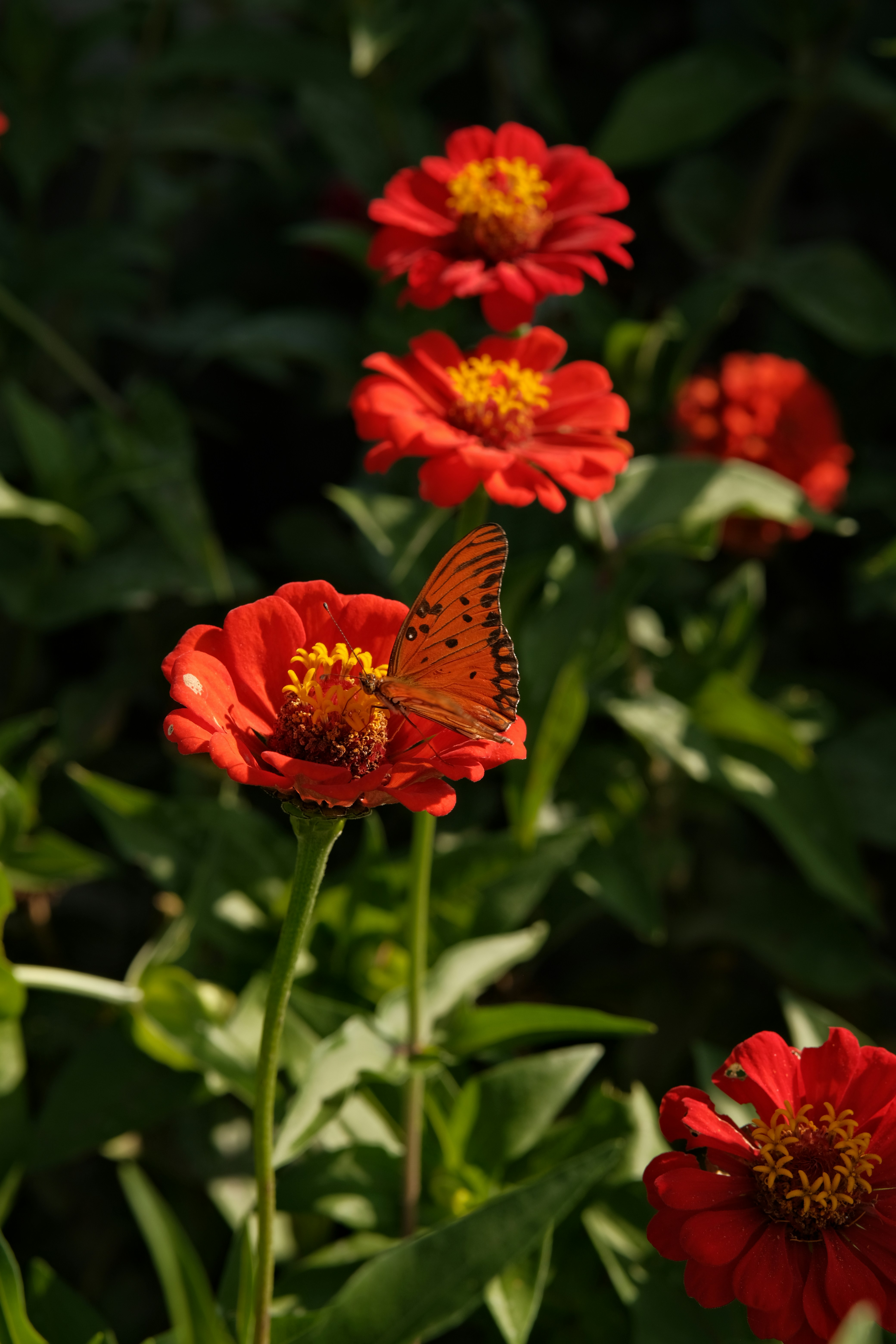Orange butterfly rests on a red zinnia flower.