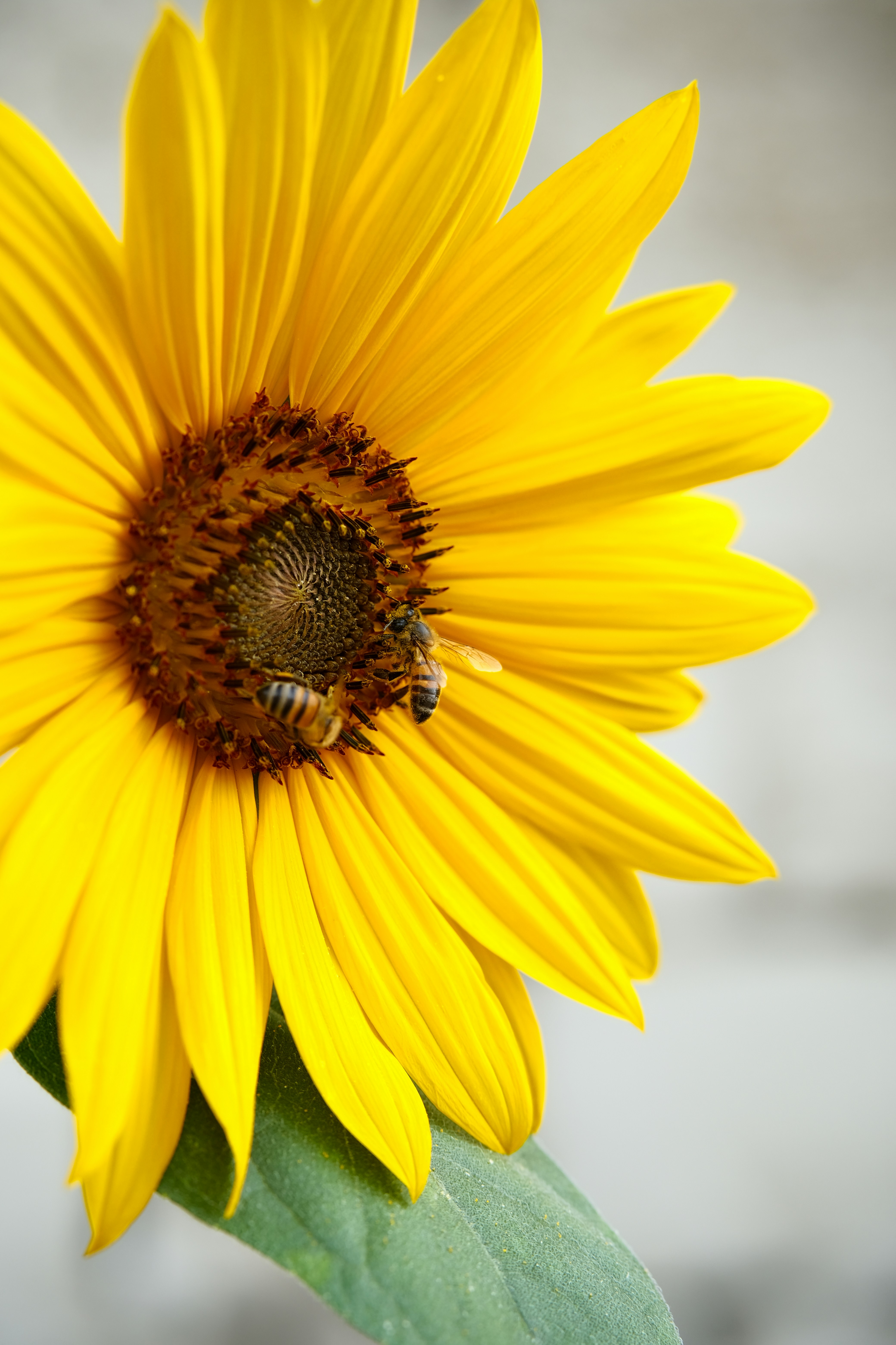 Two bees on a bright yellow sunflower