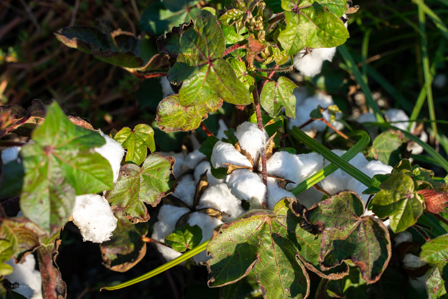 Natural cotton plant
