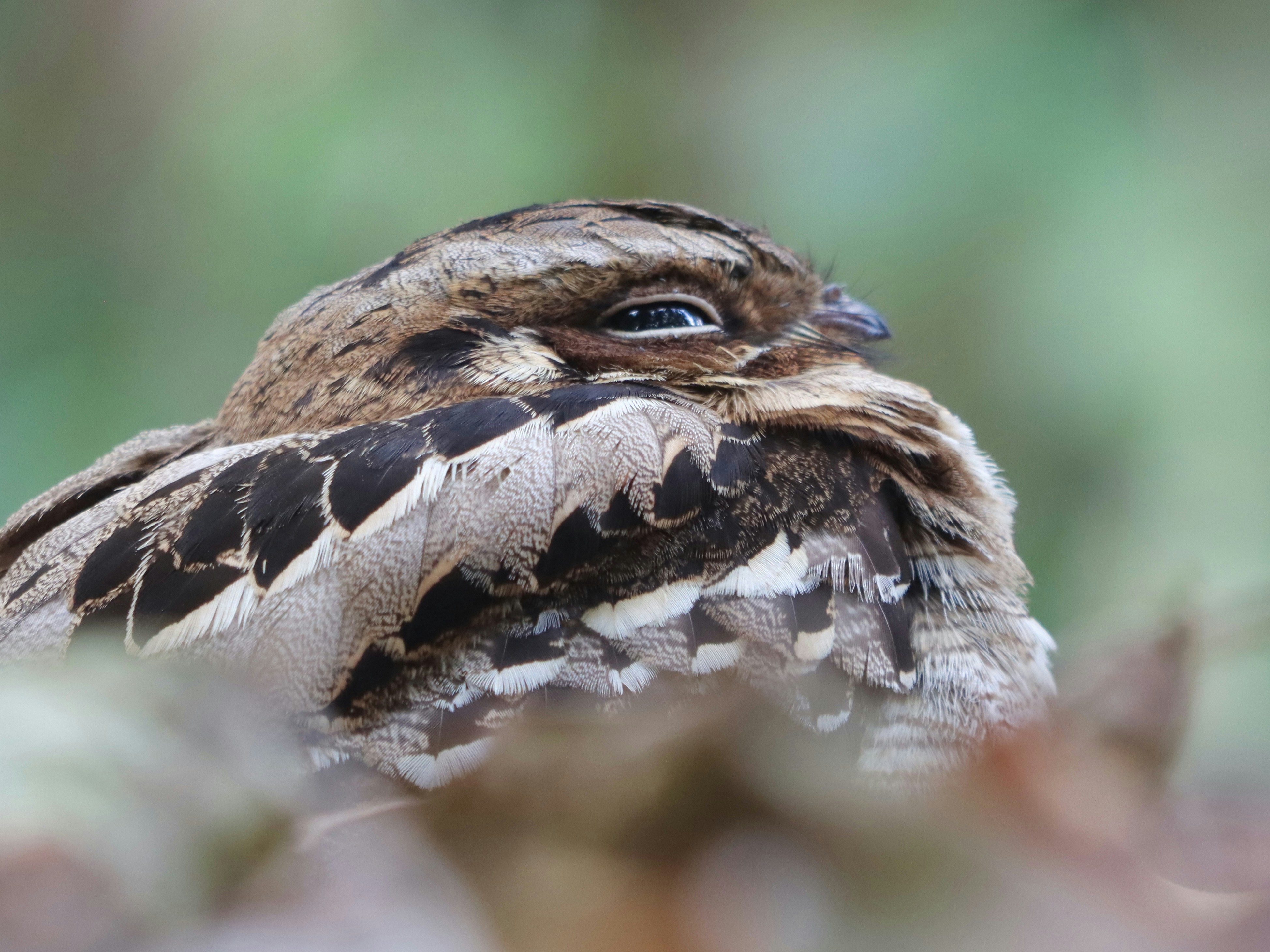 Un ave camuflada descansa entre el follaje