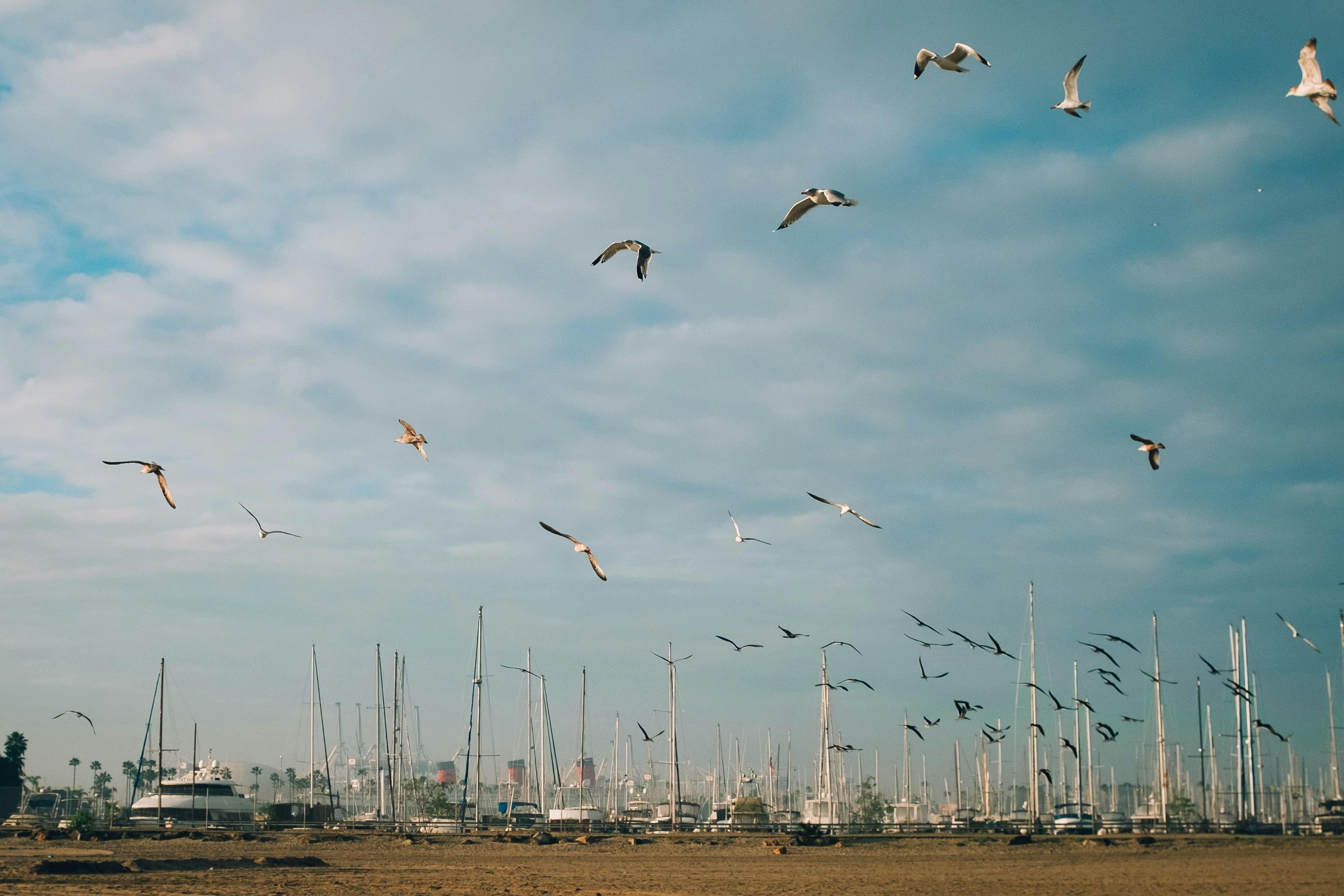 Photo by chris_lynch_