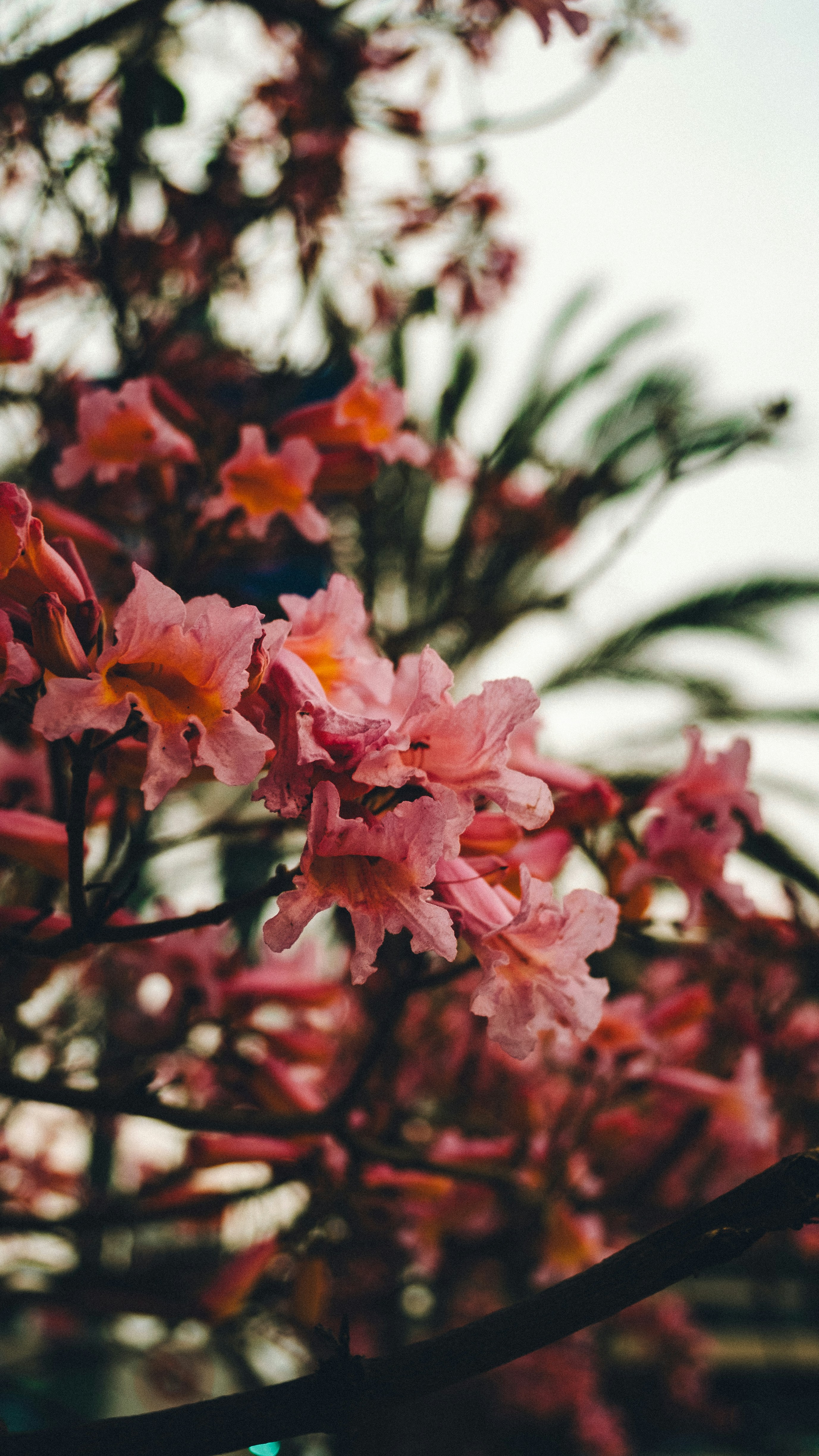 Photo by chris_lynch_