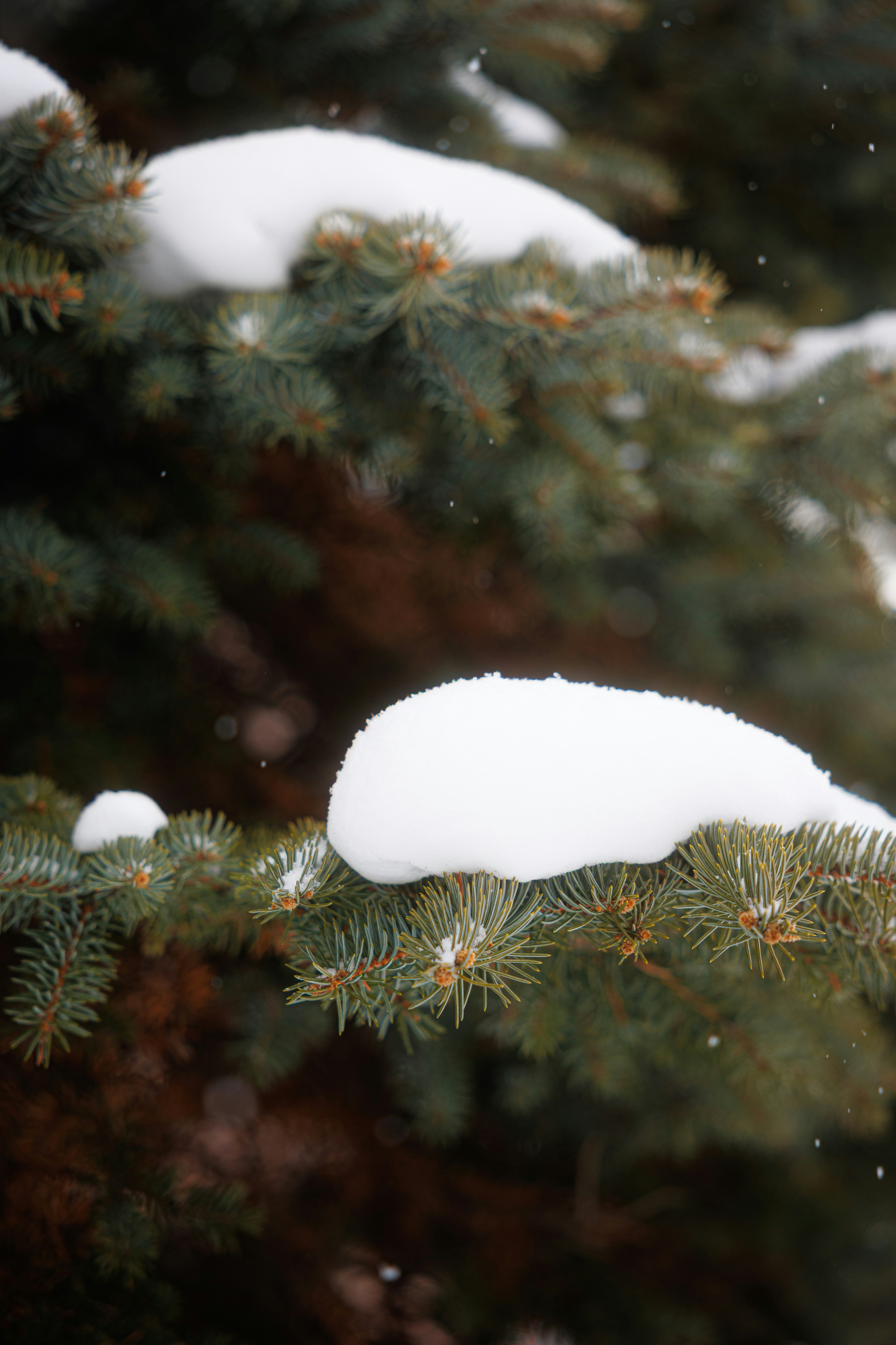 Pine tree branches covered in fresh snow