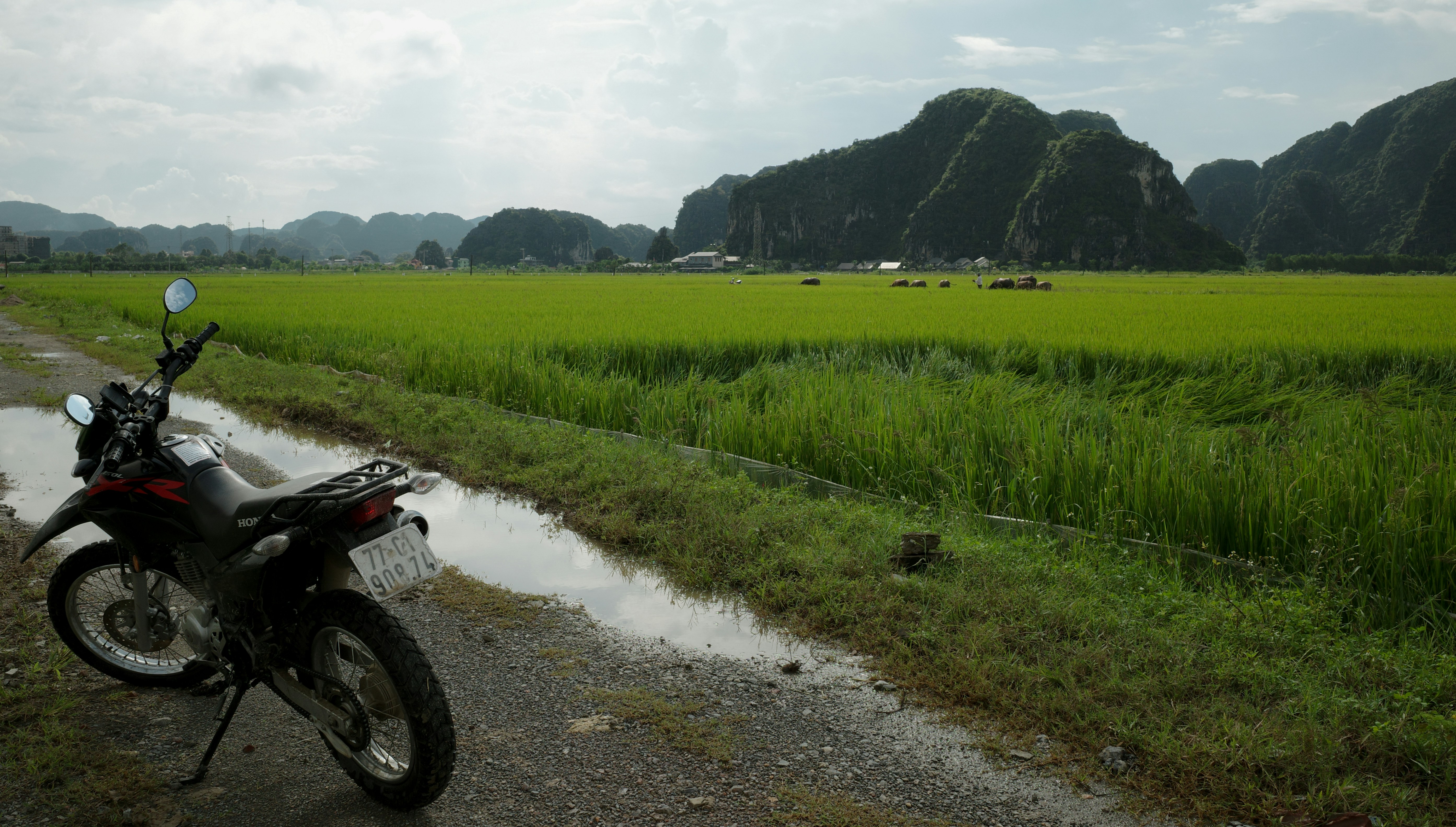 Motorcycle parked on a dirt road beside a rice field.