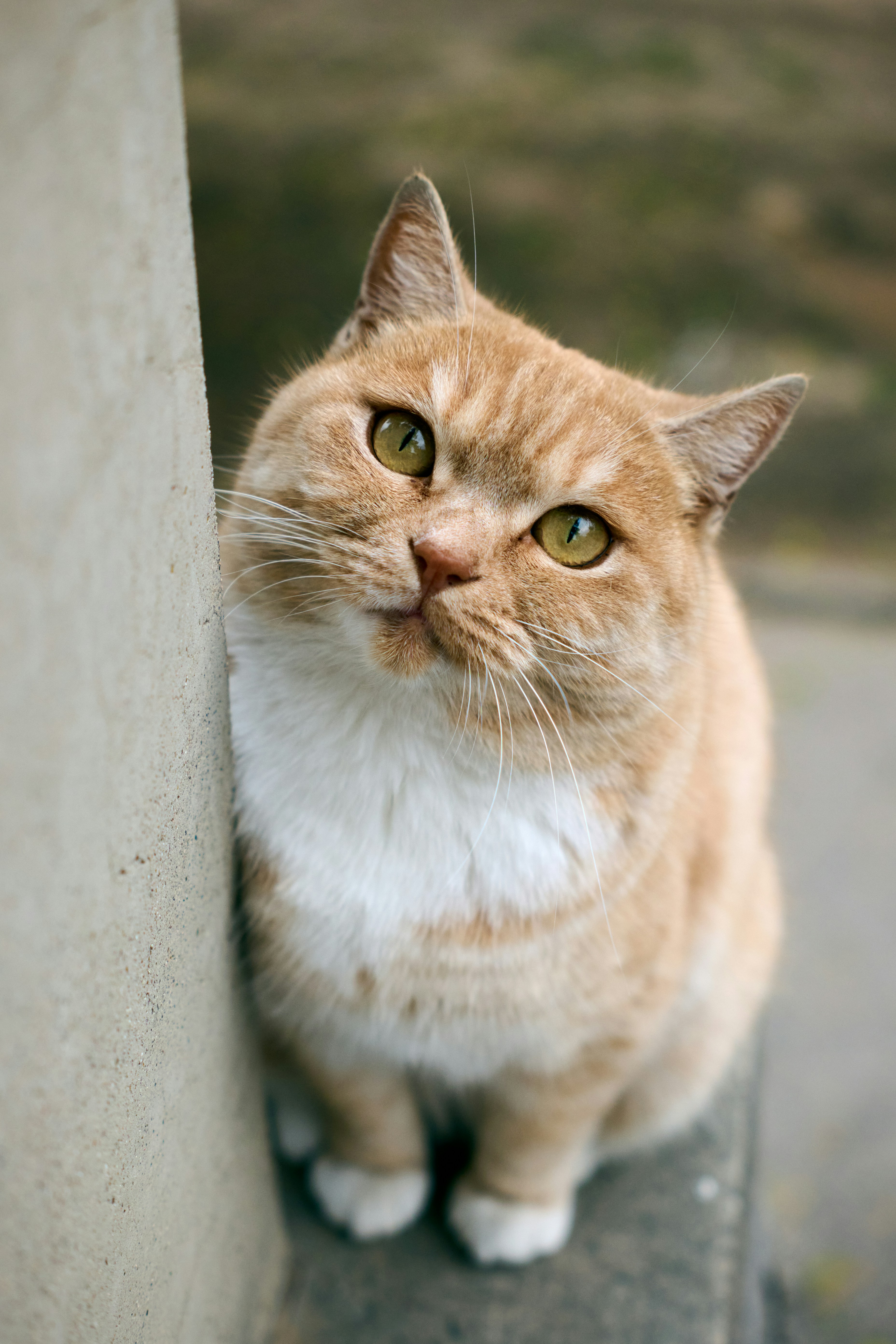 A fluffy ginger cat with green eyes looks up.