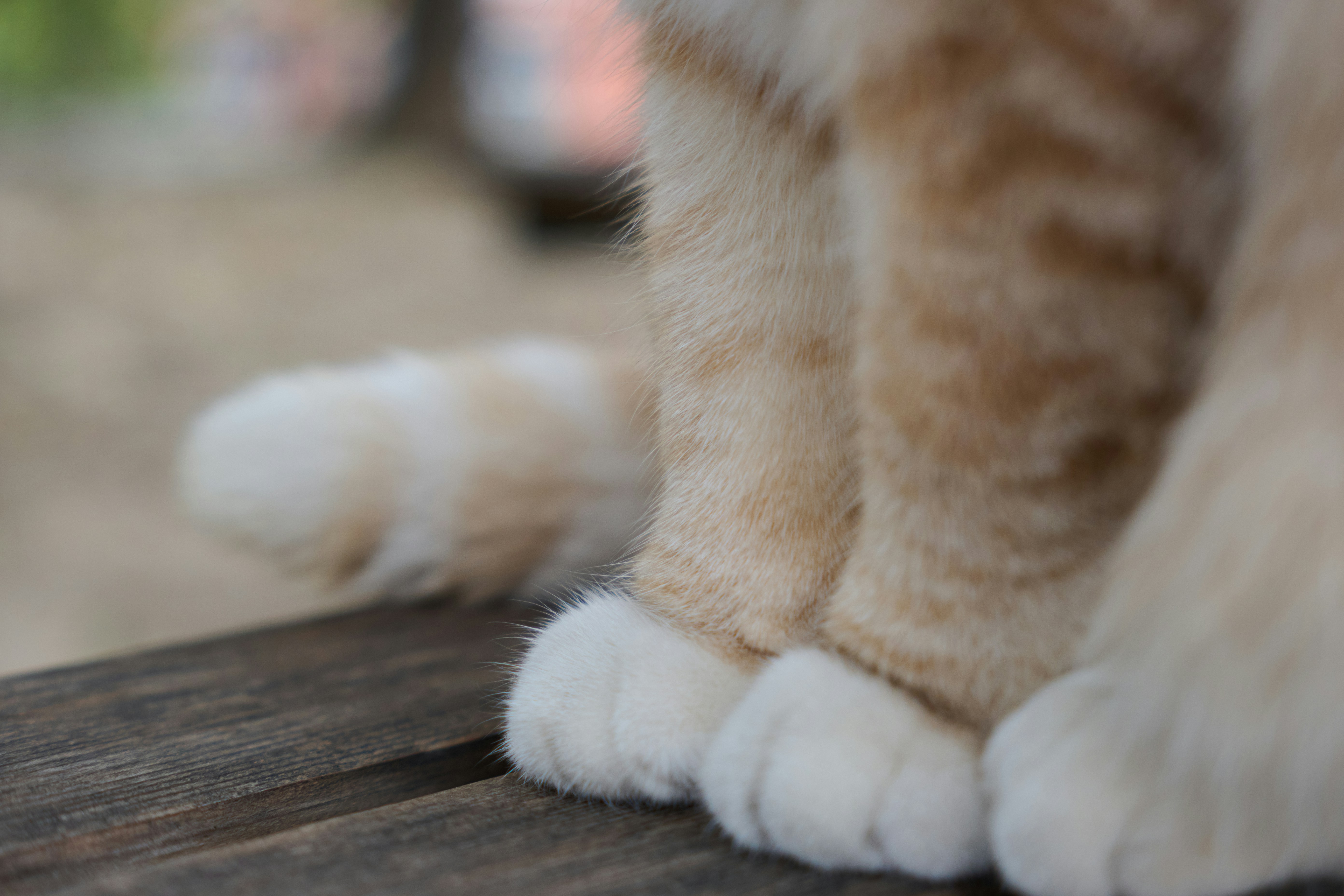 Close up of a cat's paws and tail
