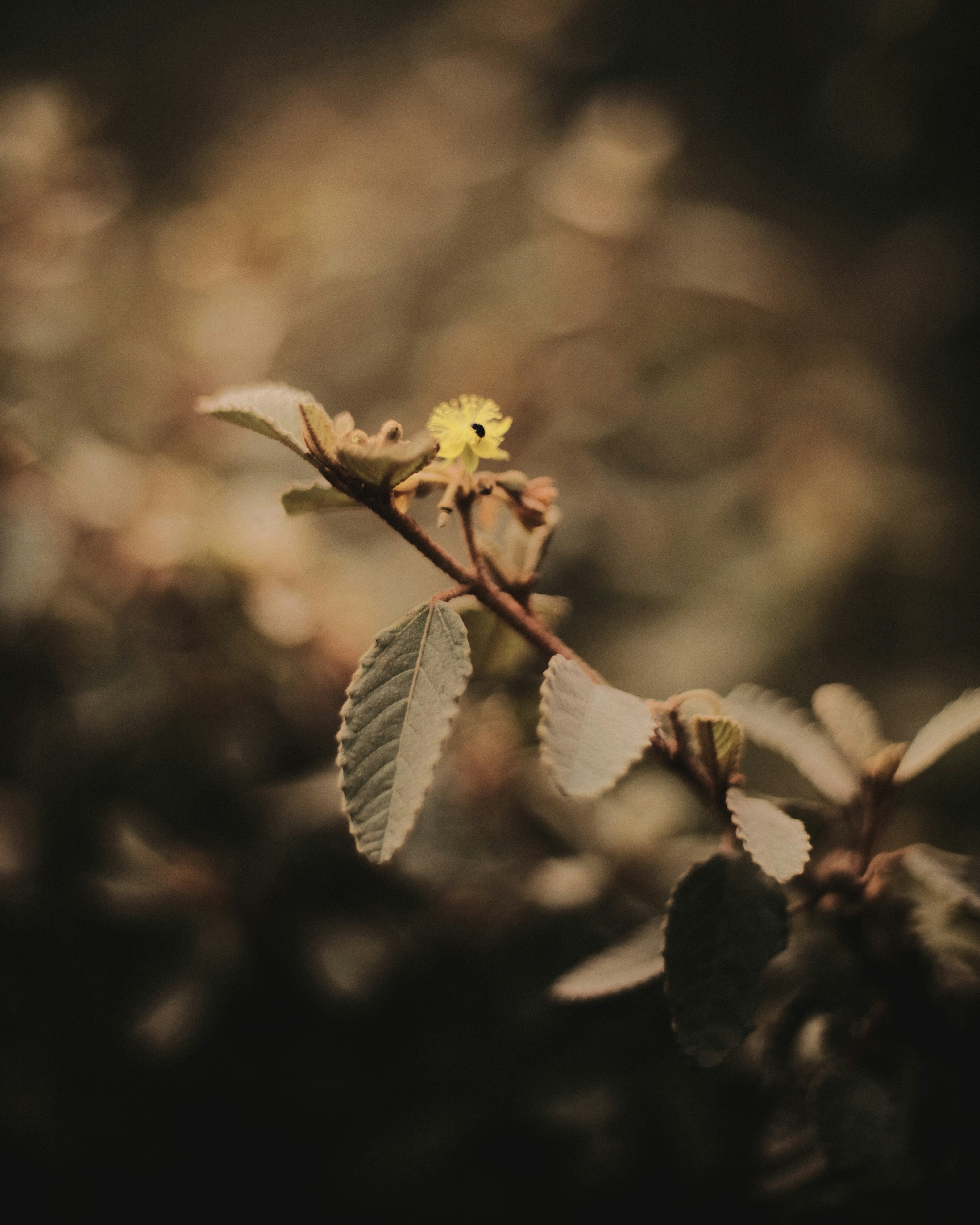A delicate yellow flower blooms on a branch