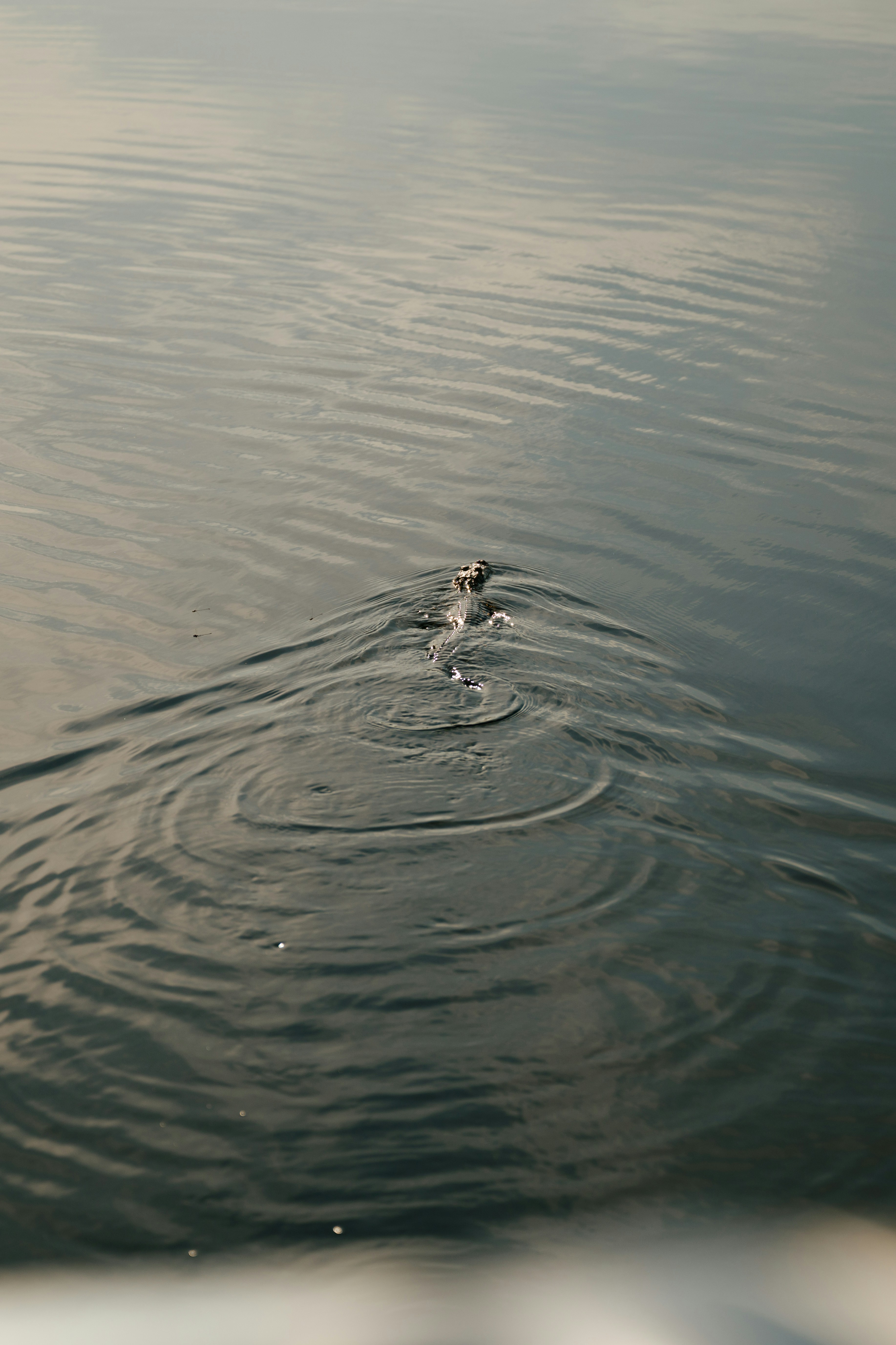 Photo by desiraygreen