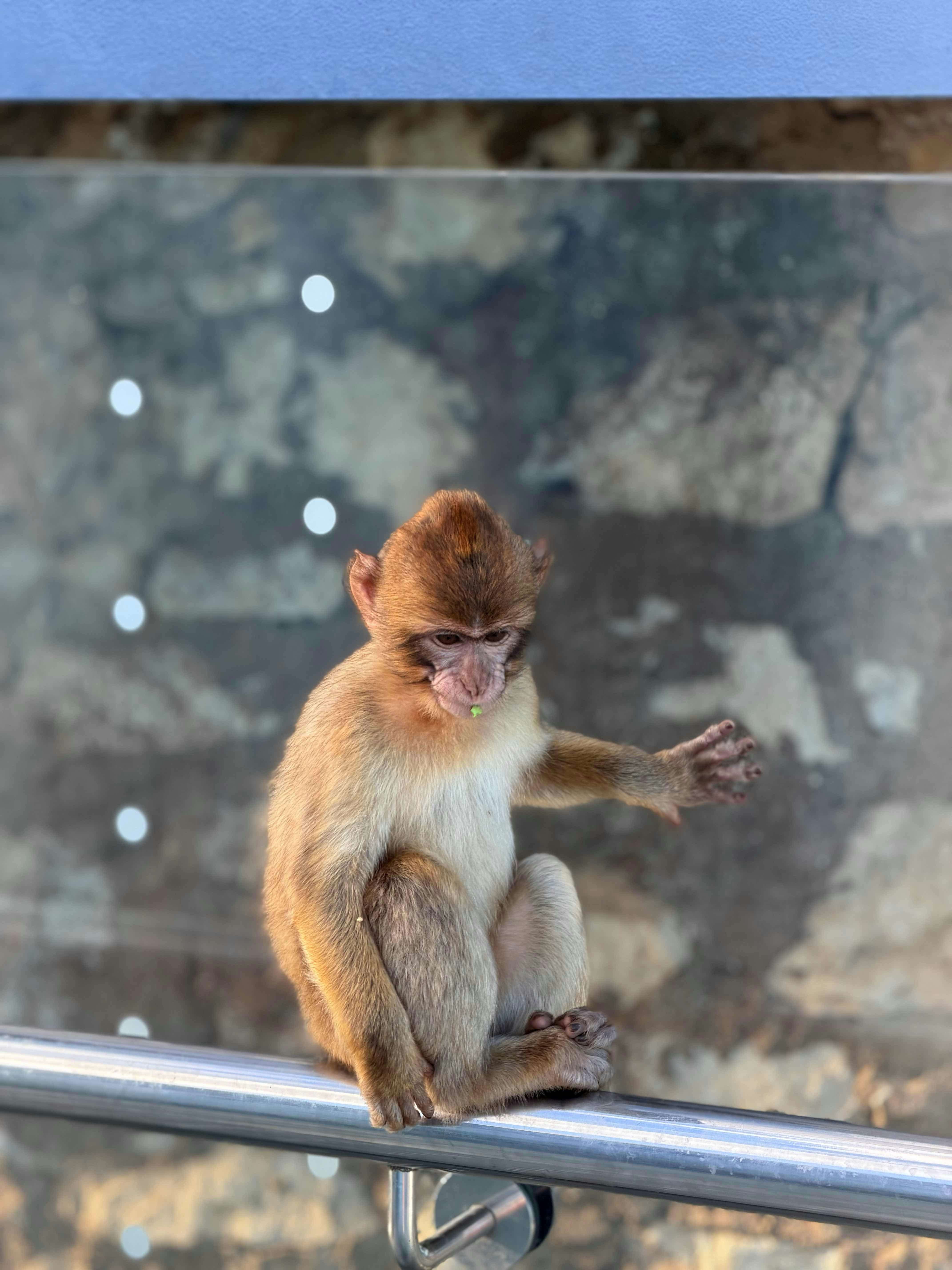 A young monkey sits on a railing outdoors.