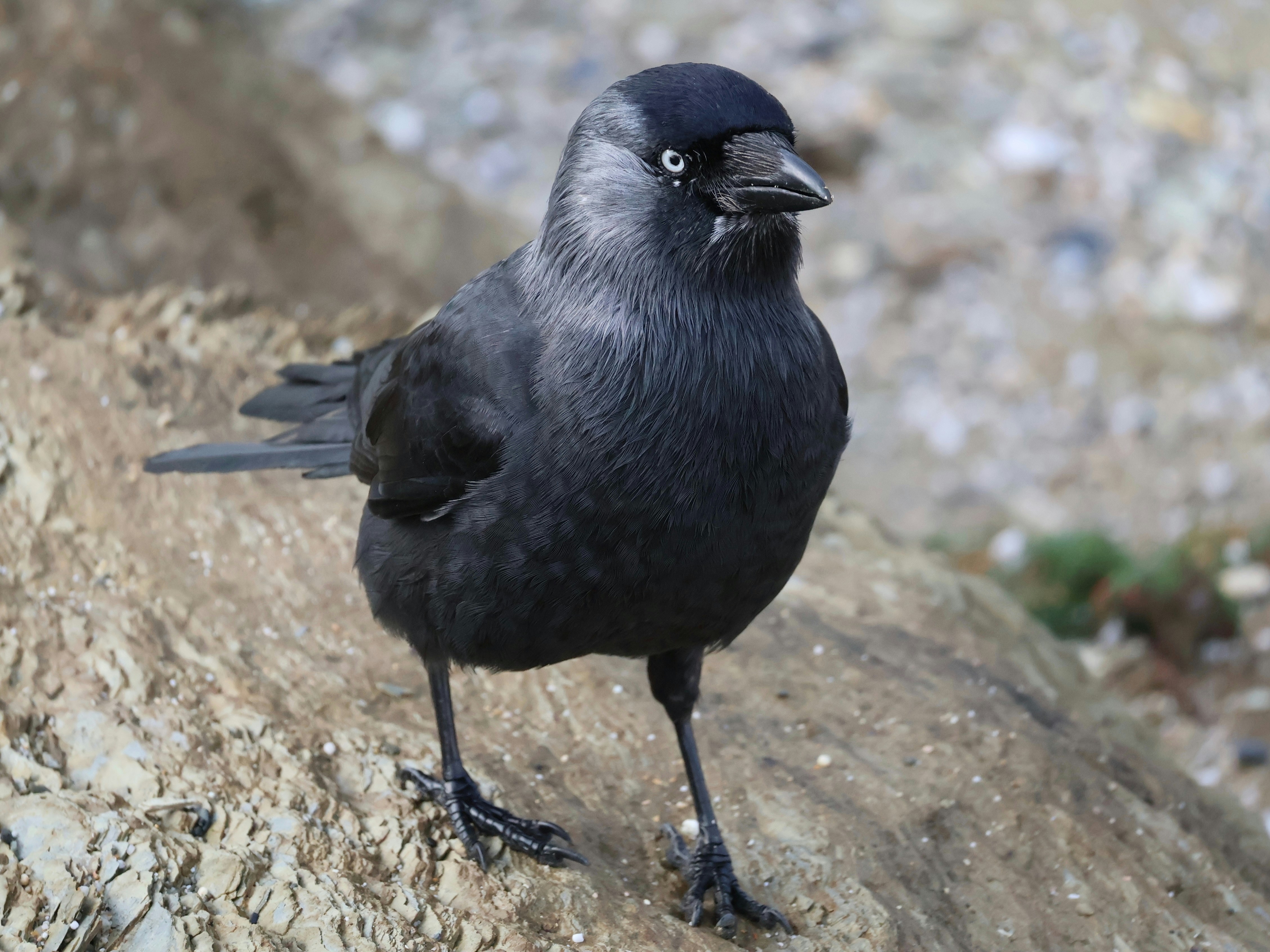 Photo by simonwildish