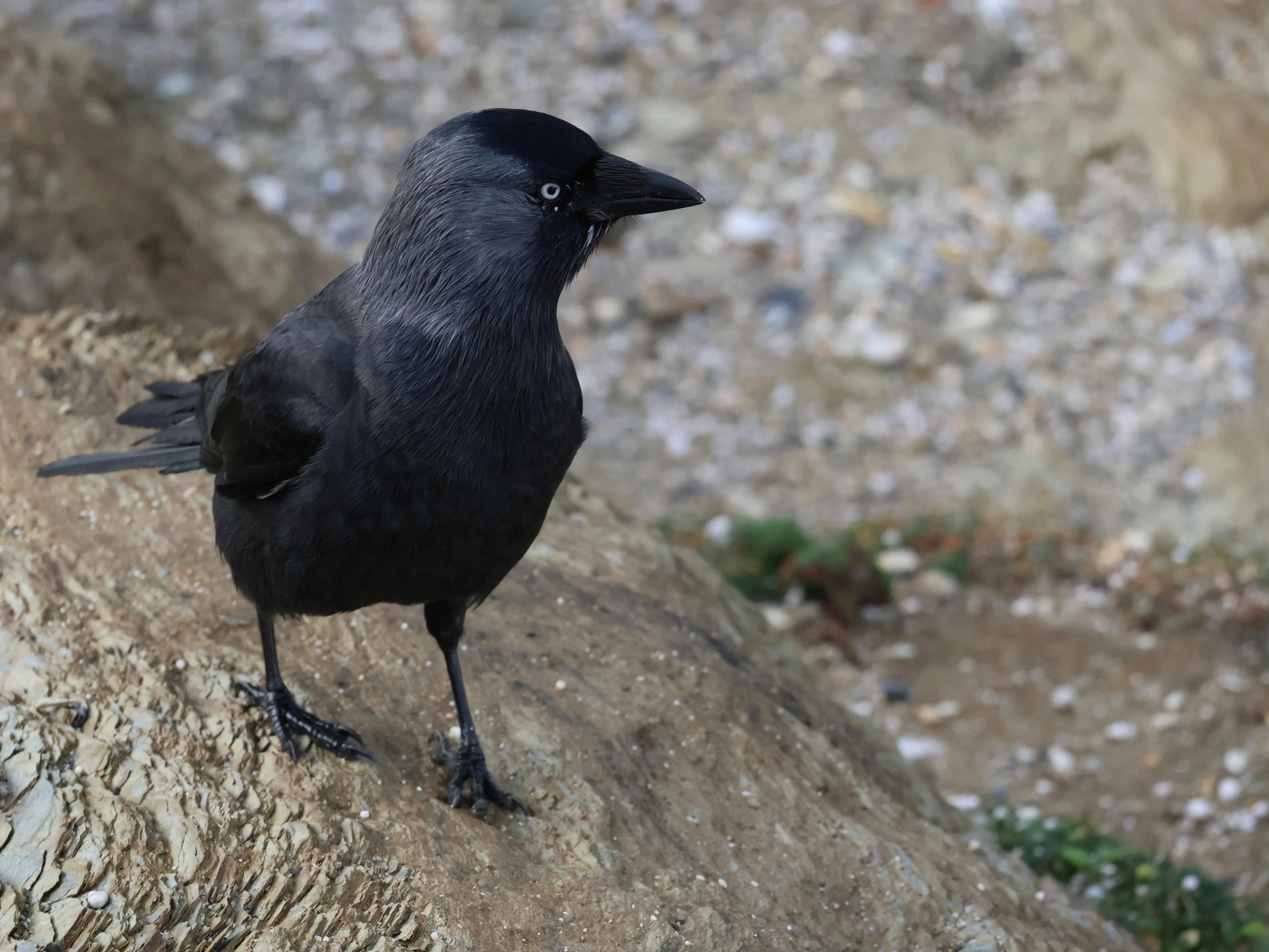 Photo by simonwildish