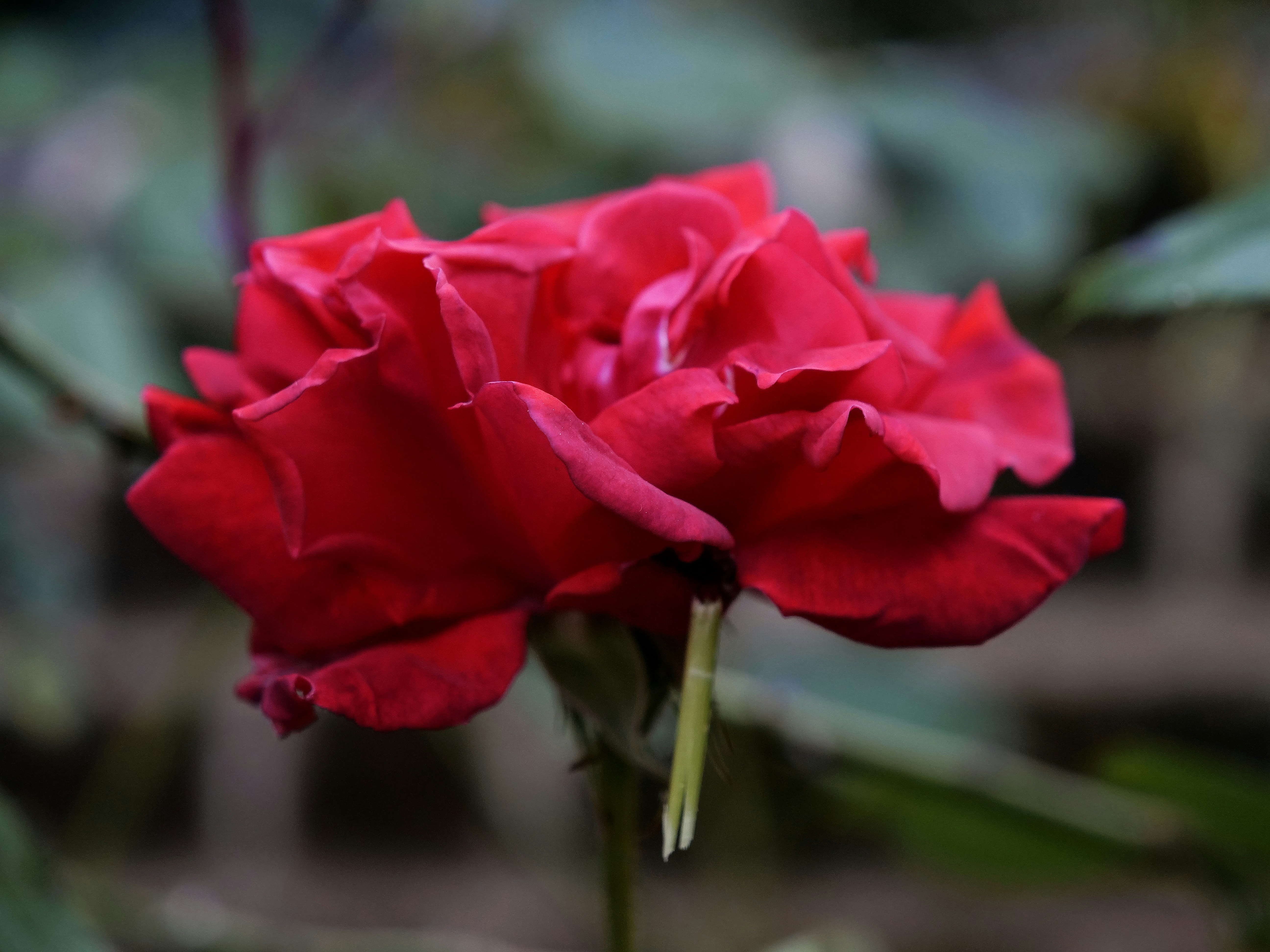 Photo by balmy_sunset