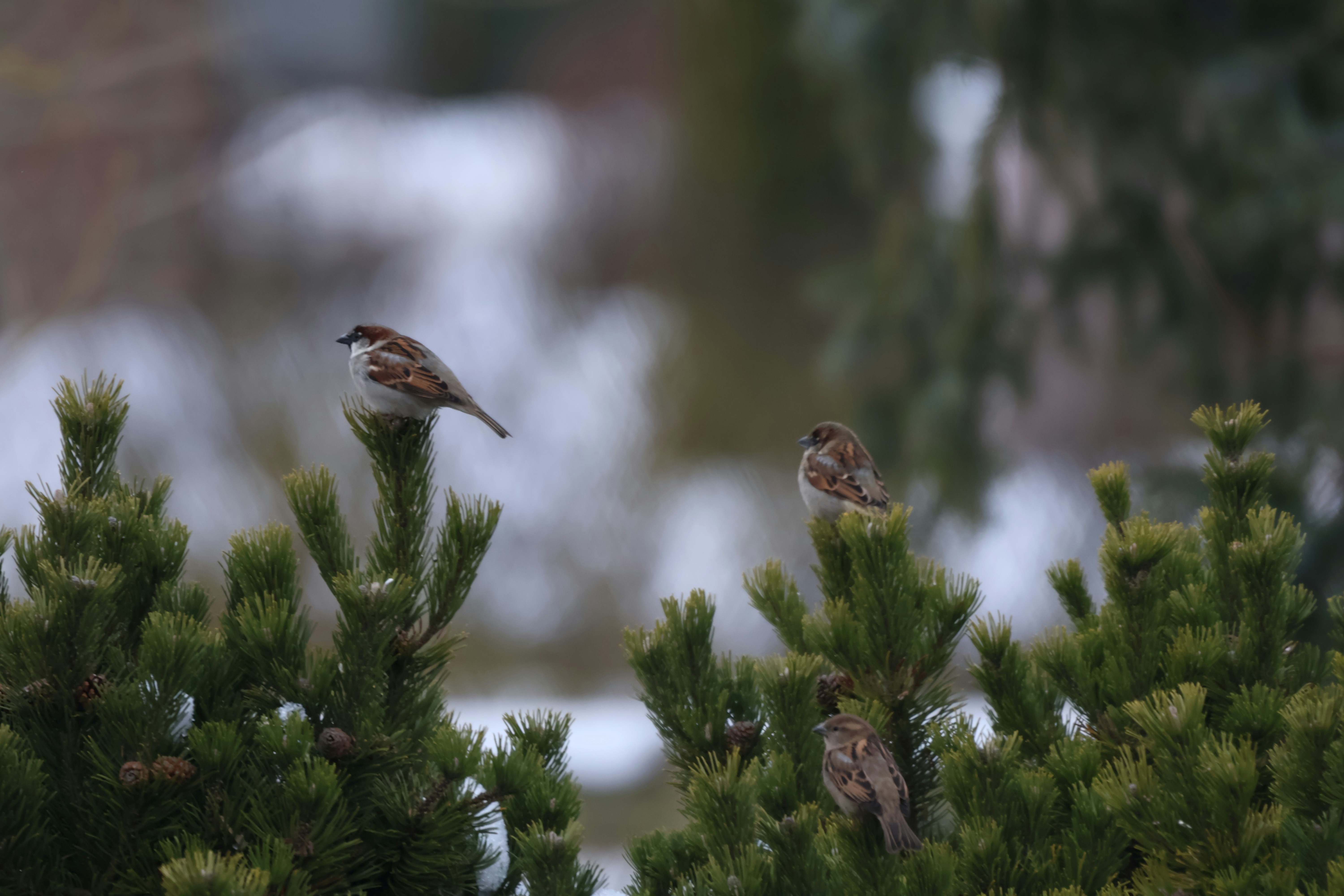 Two sparrows perched on evergreen branches