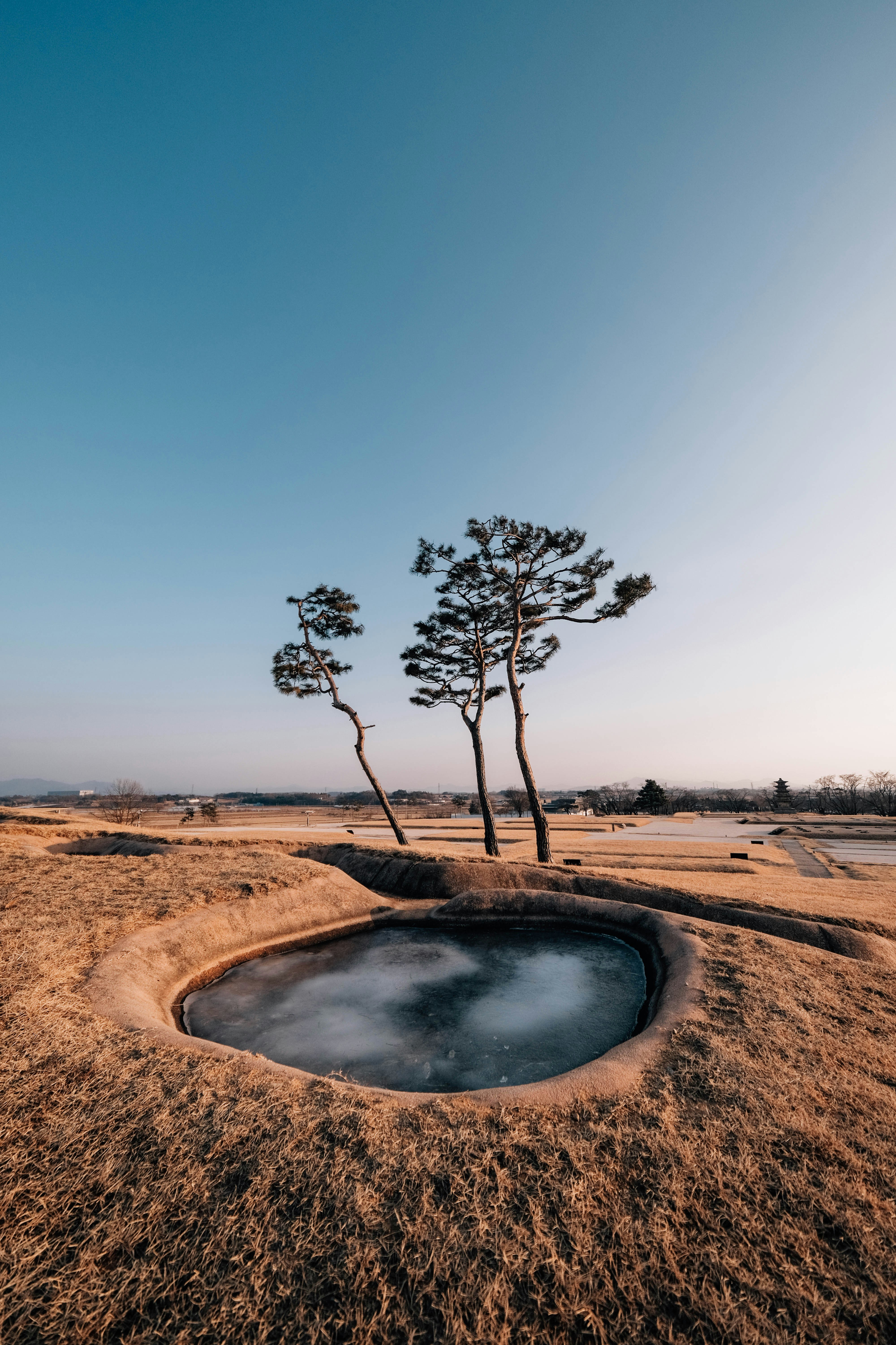 凍った池の上に三本の松の木が立っている。