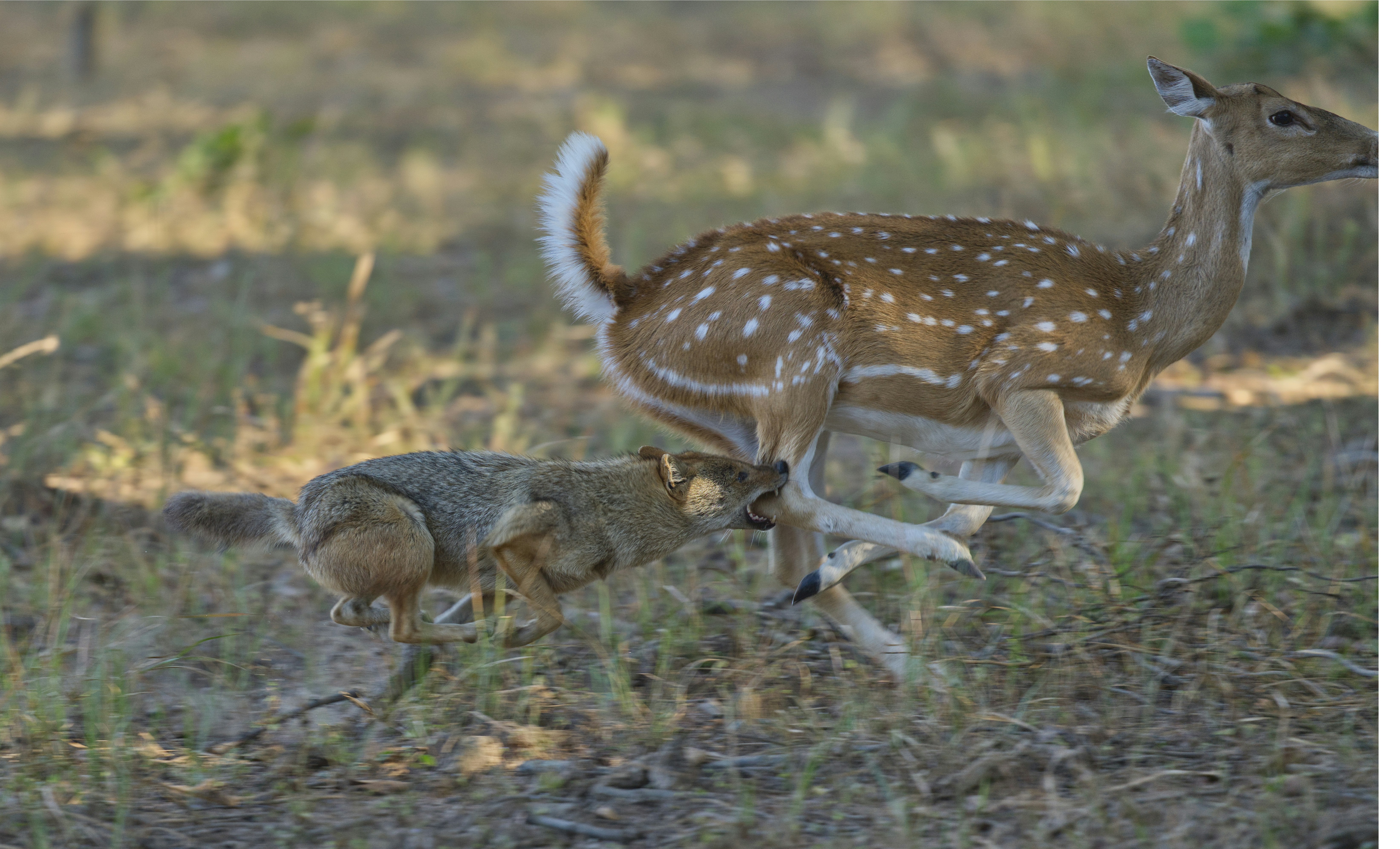 斑点鹿がジャッカルから乾いた草の中を走っている