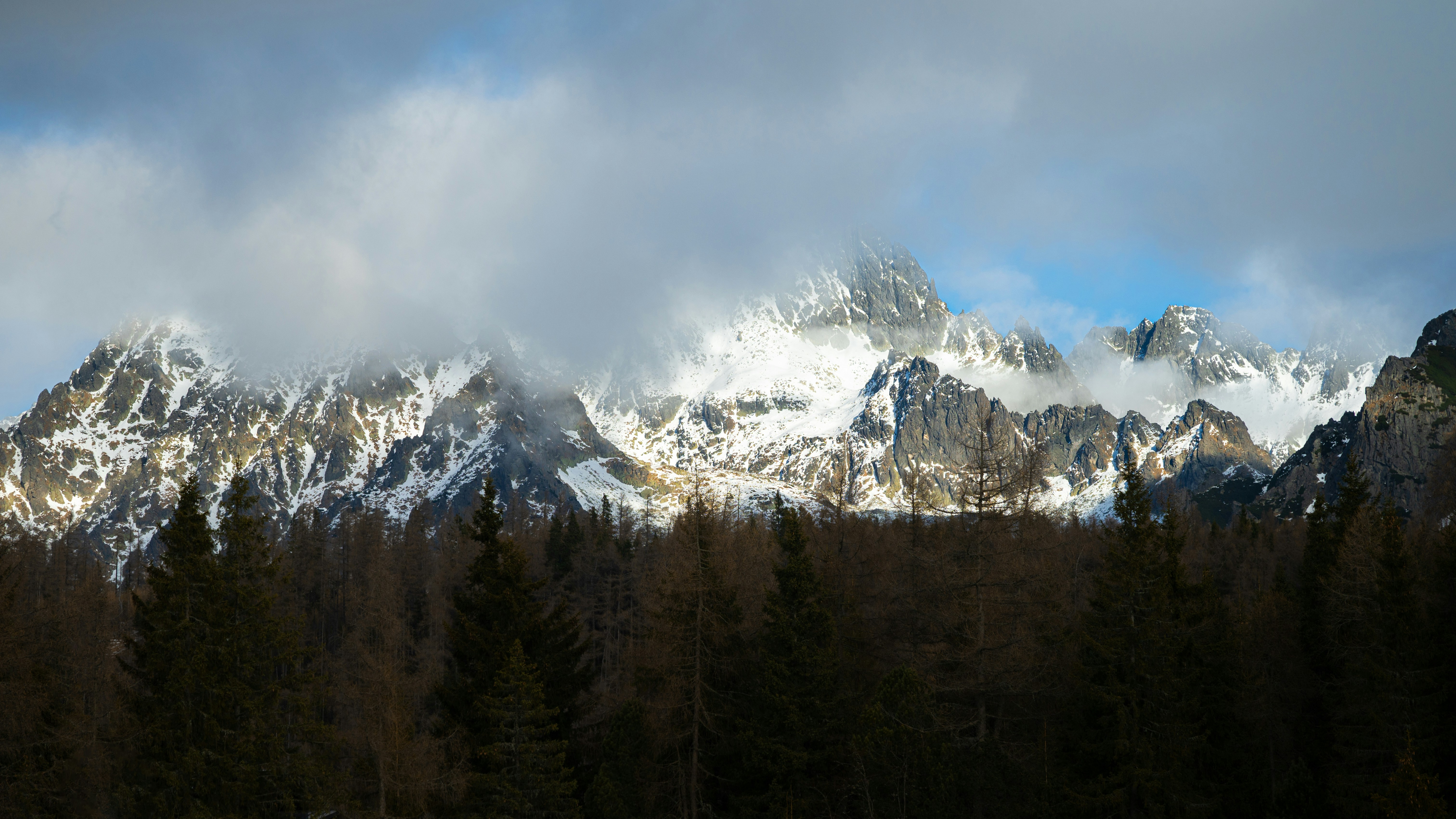 雪を頂いた山々が暗い森から現れます。