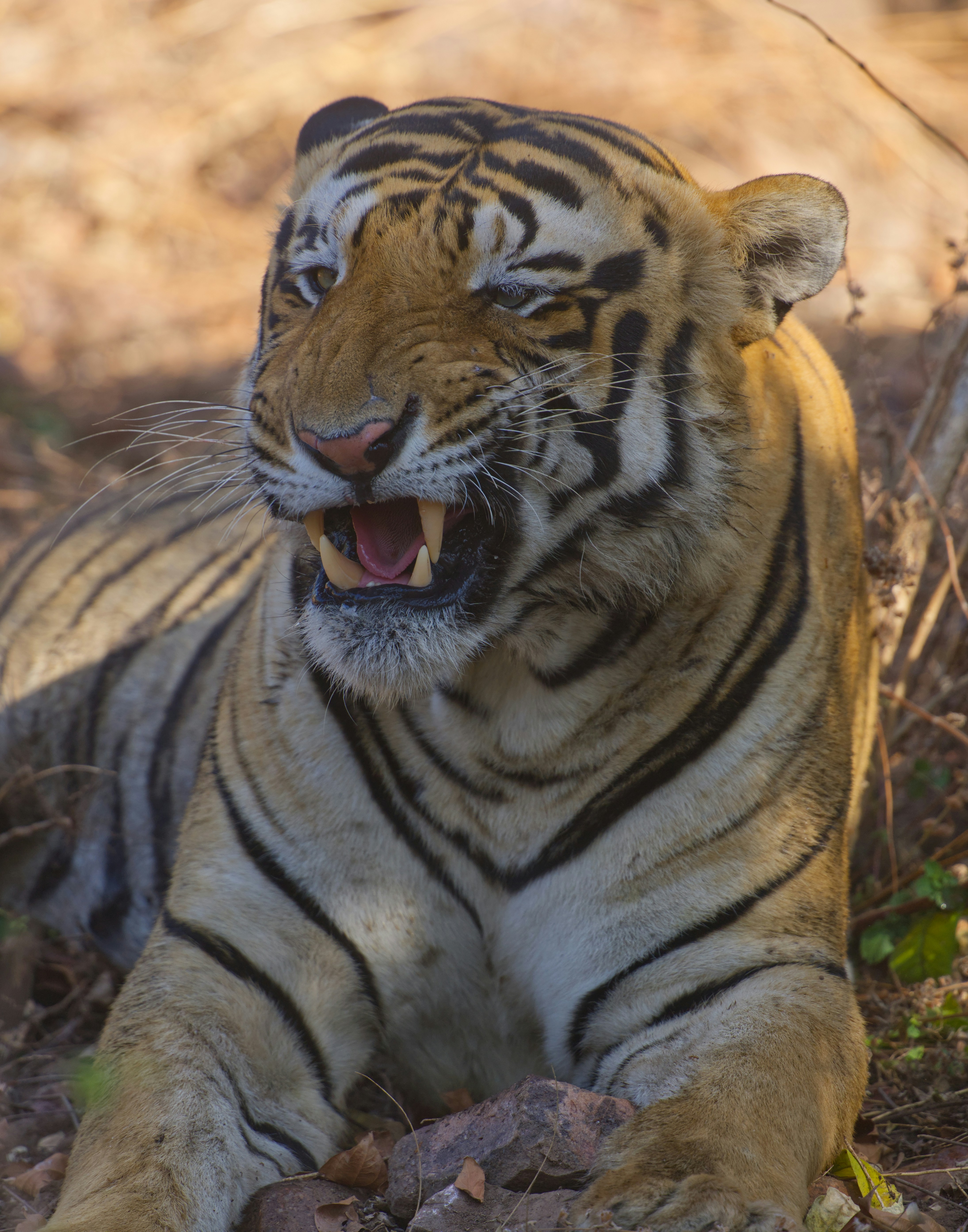 口を開けて歯を見せた虎。