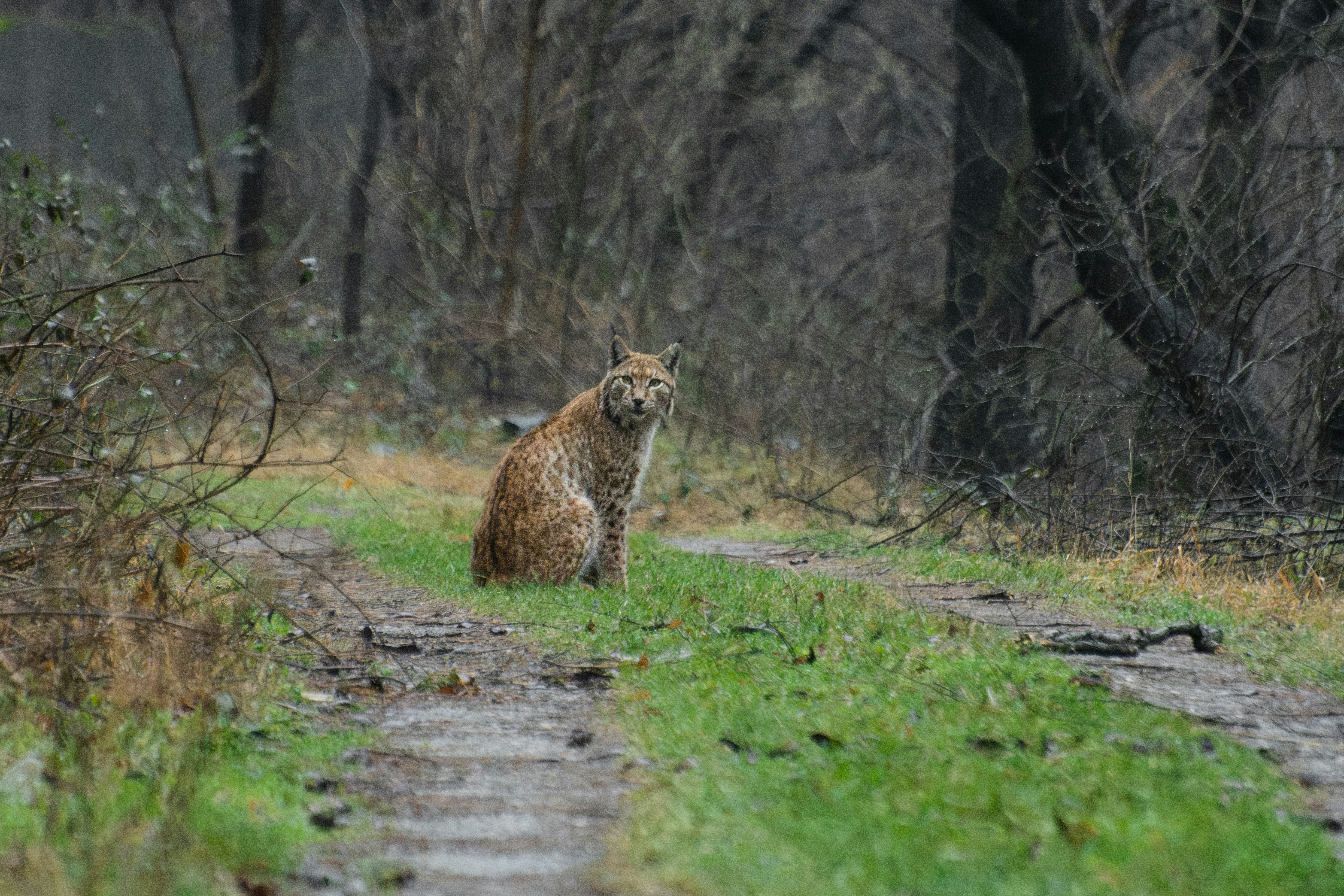 Un lince si siede su un sentiero fangoso in una foresta.