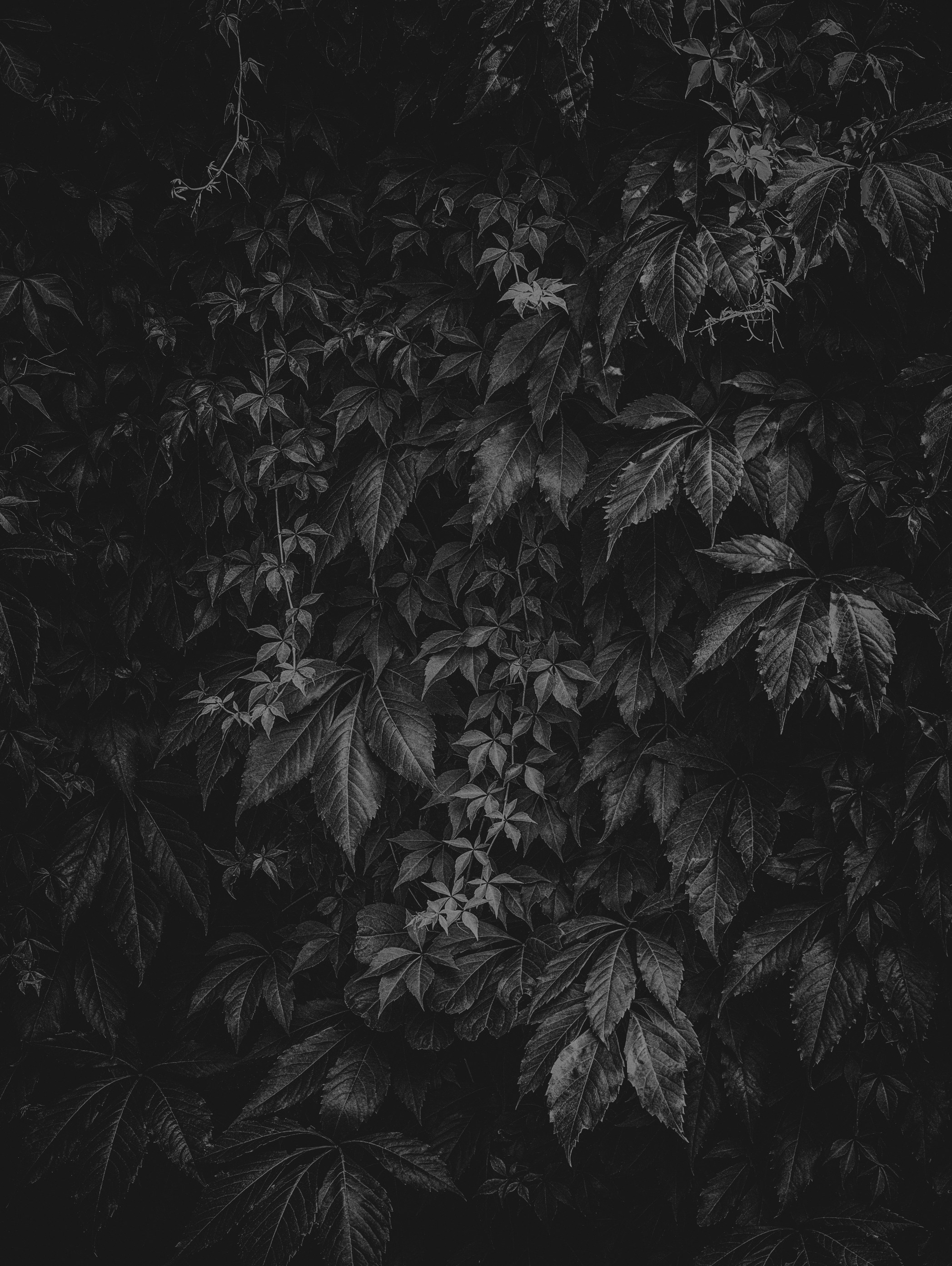 Dark, moody close-up of dense green foliage