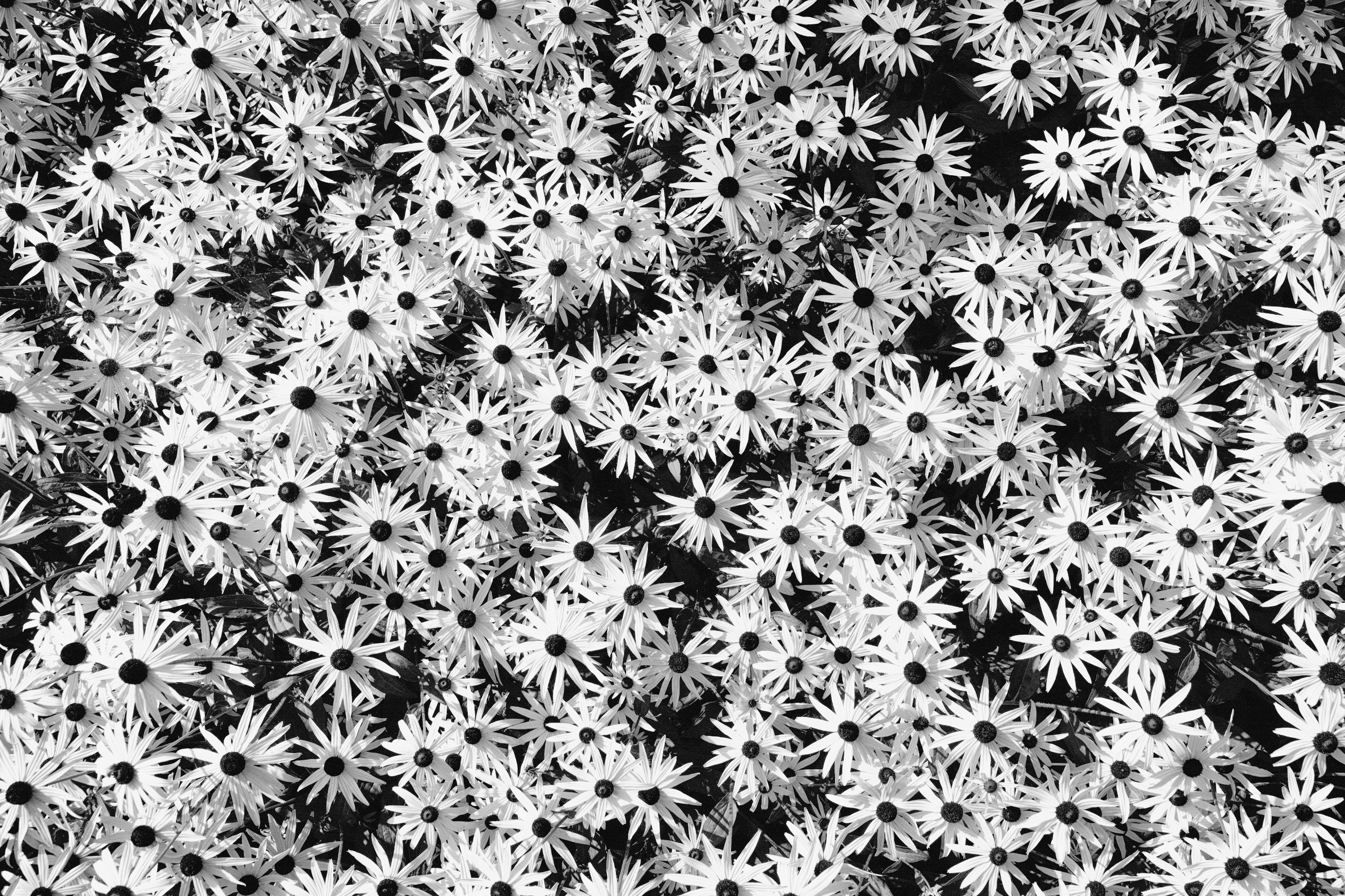 A field of black-eyed susan flowers from above