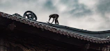 A monkey on a traditional asian roof