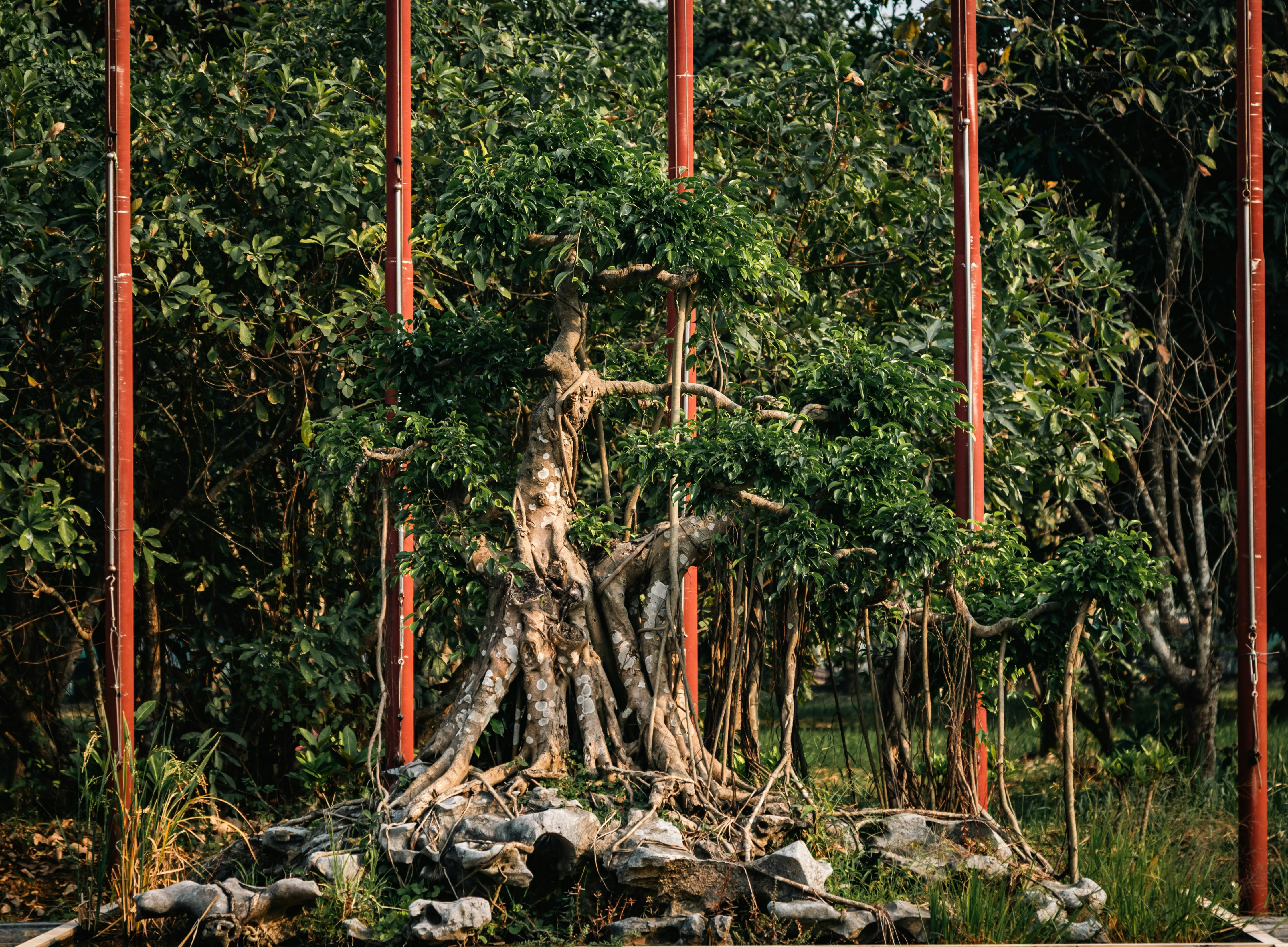 A mature bonsai tree with aerial roots and lush foliage.