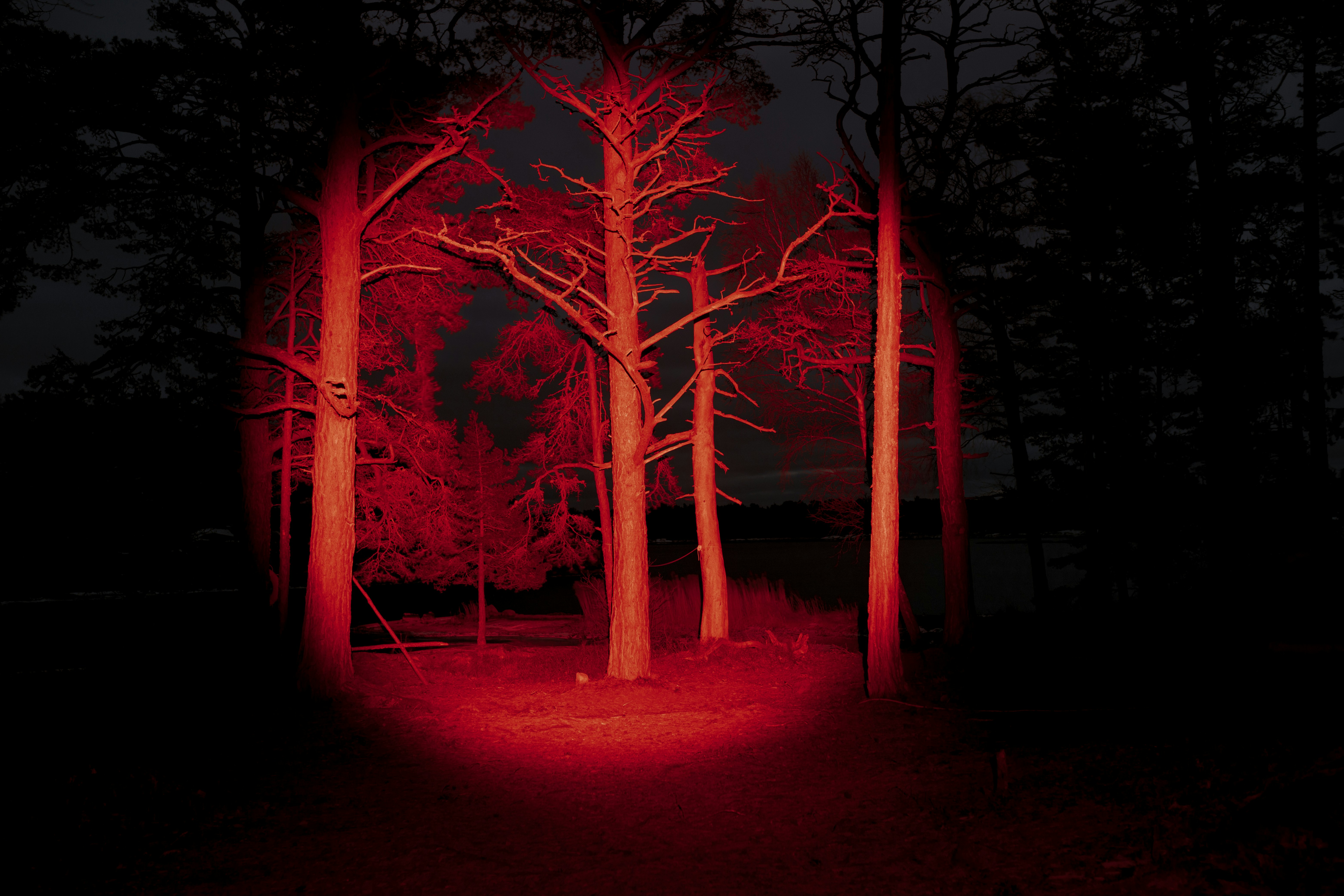 Bare trees illuminated by red light in dark forest