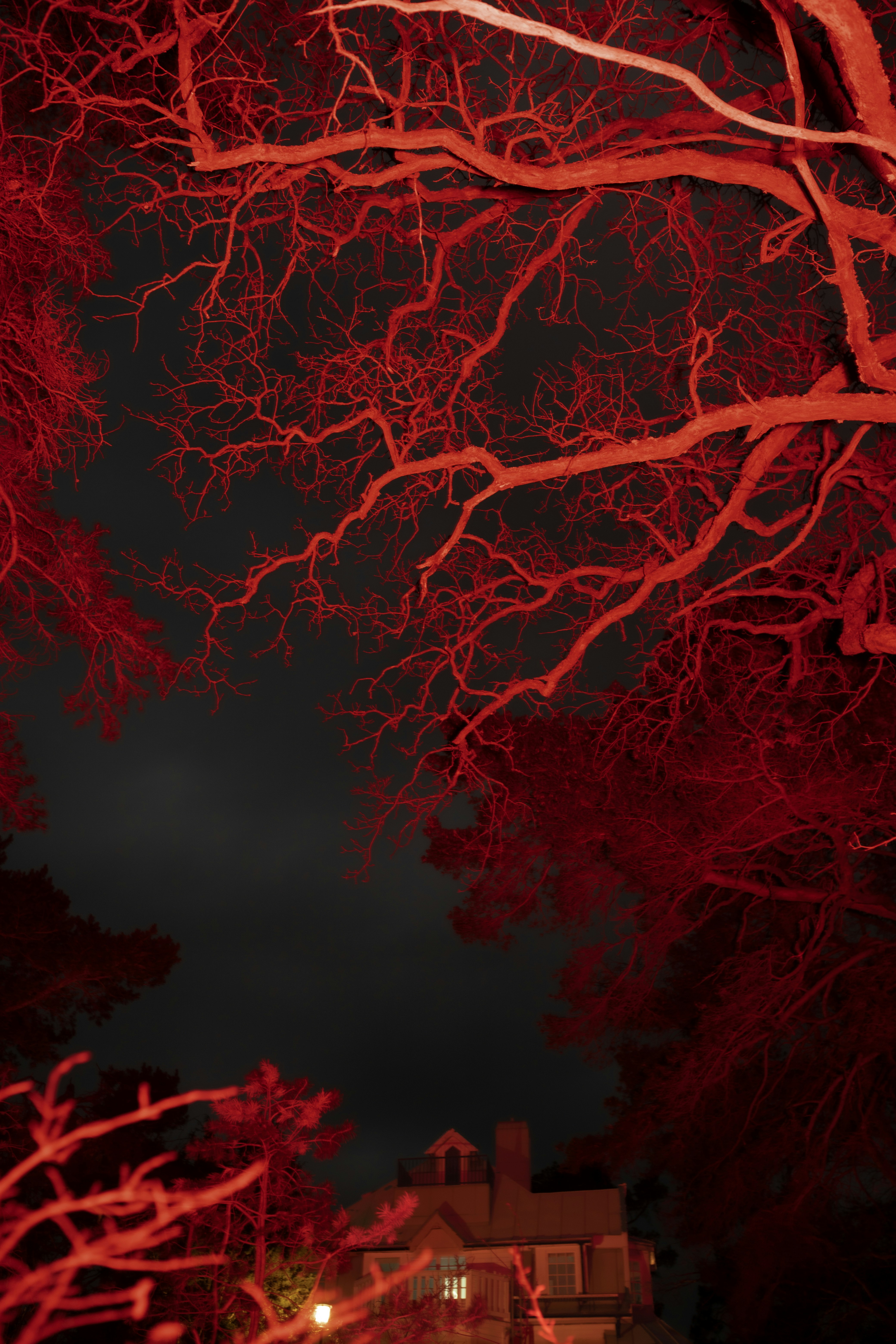 Bare tree branches illuminated in red light at night.