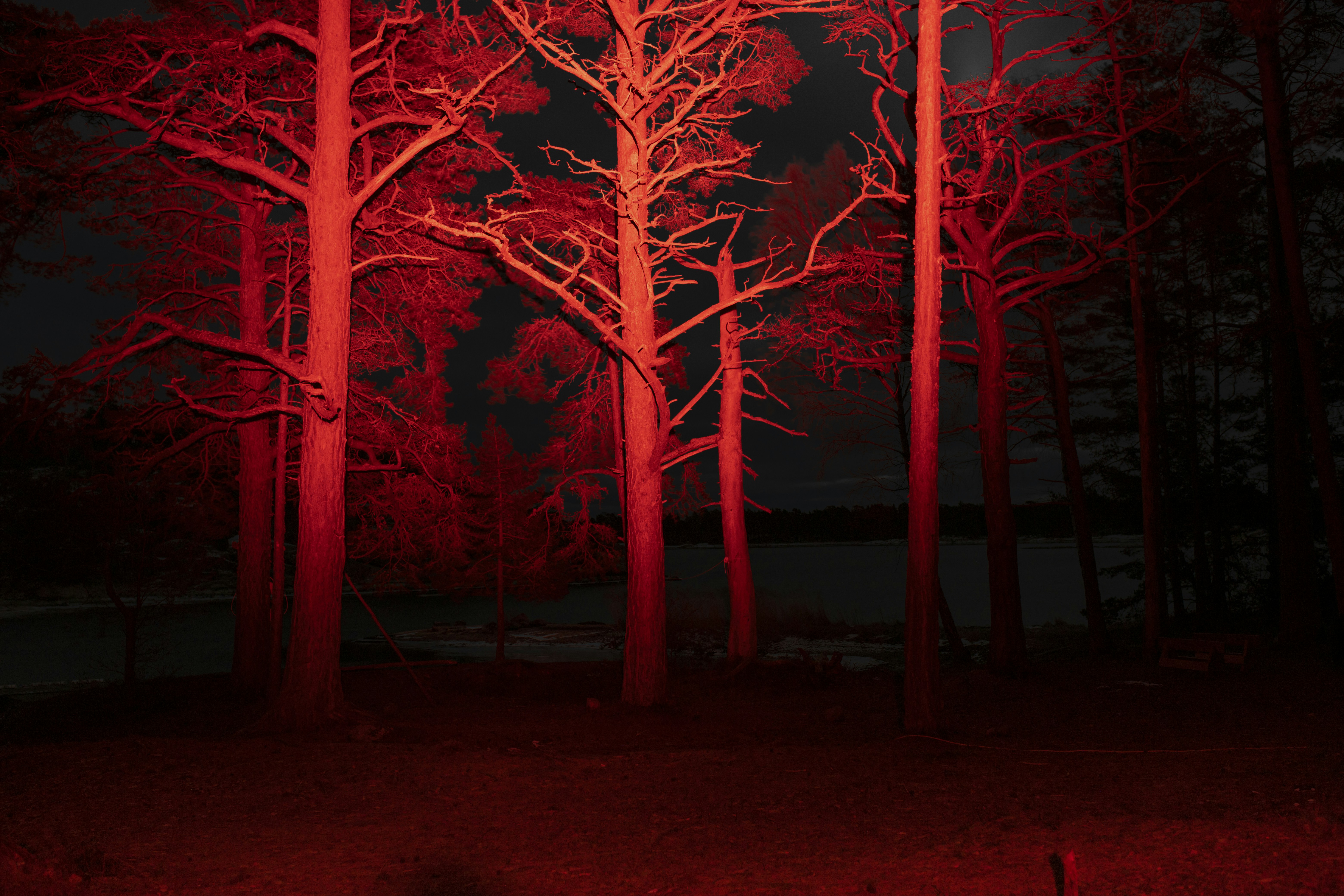 Bare trees illuminated by red light at night
