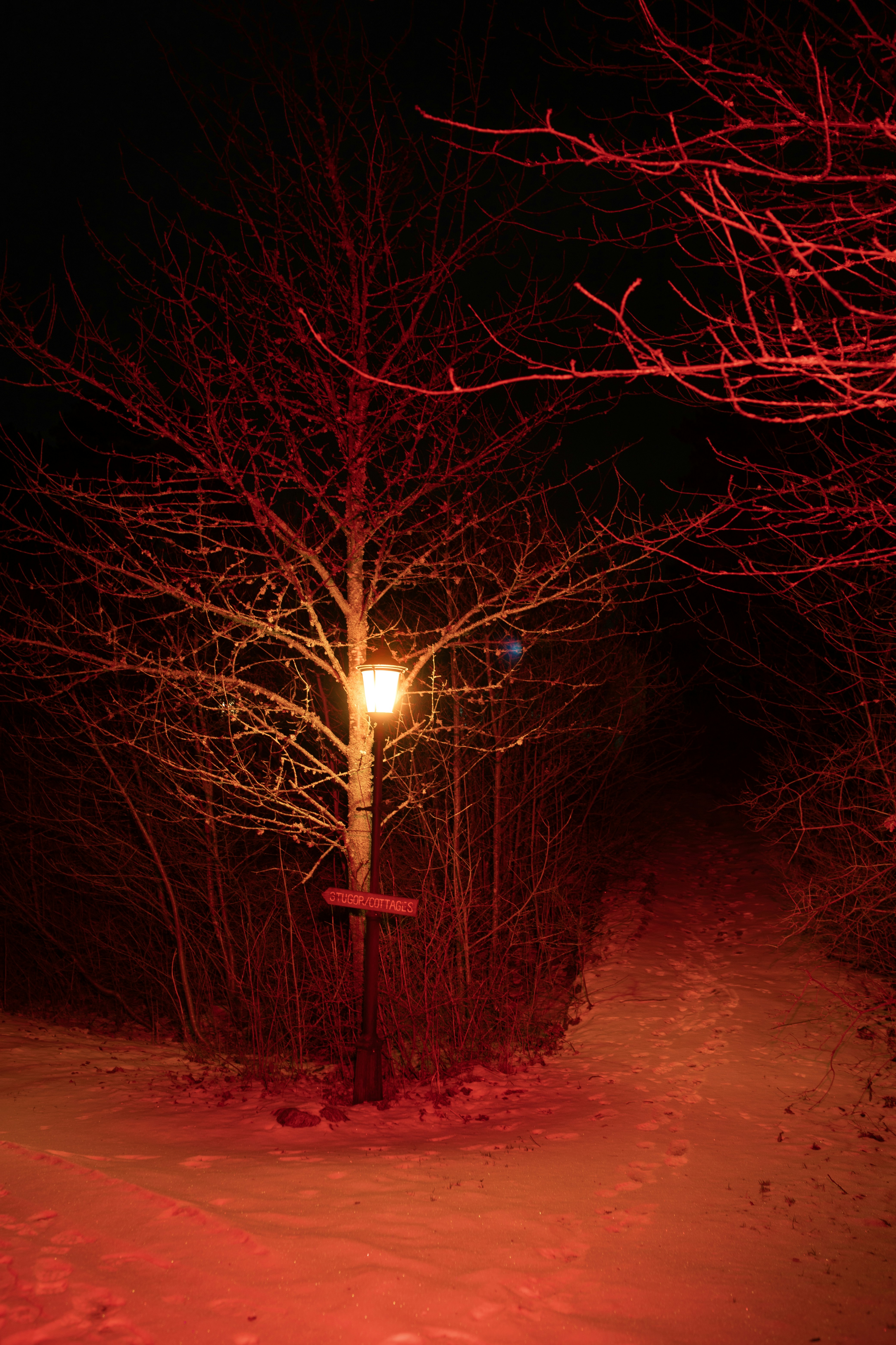 Bare tree with a glowing lantern at night