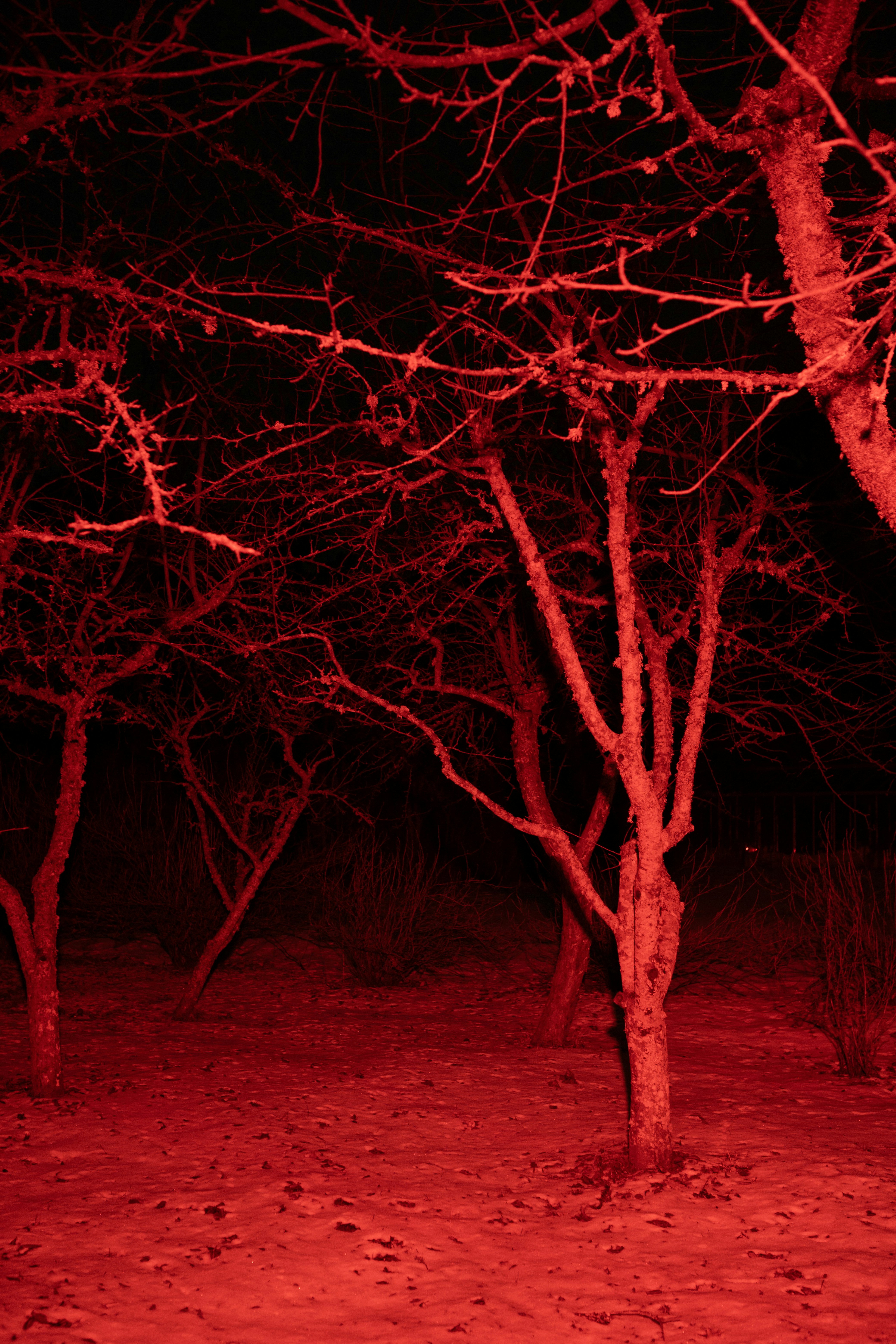 forest night glow, wallpaper, Camp Lighting: How to Set Up a System Without Glare 5