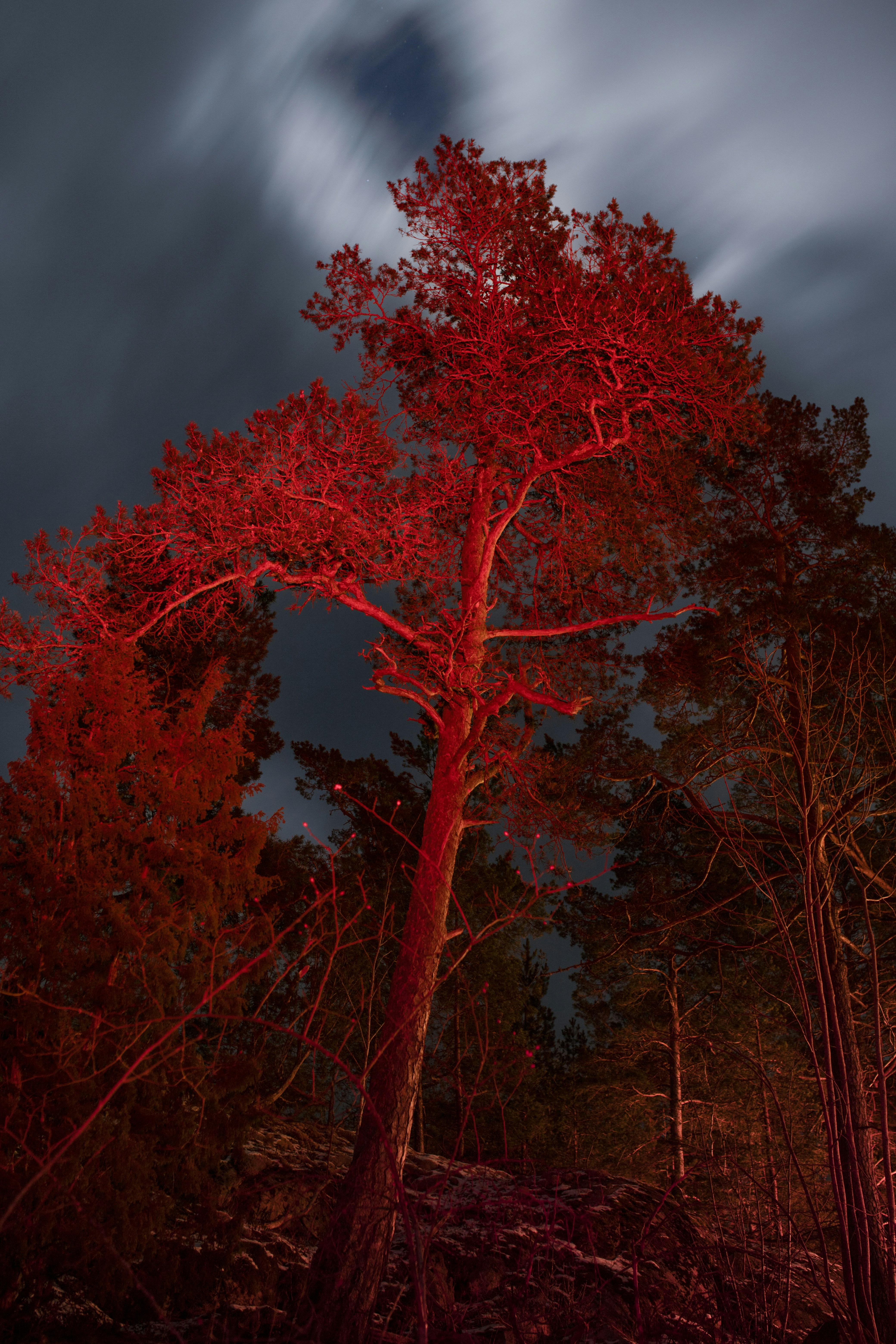 forest night glow, wallpaper, Camp Lighting: How to Set Up a System Without Glare 6