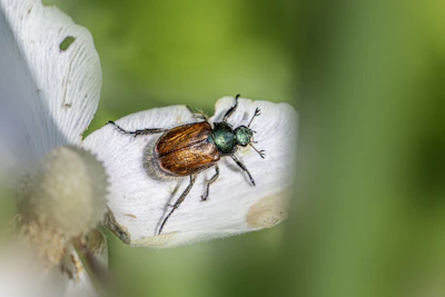 A japanese beetle rests on a white flower petal.