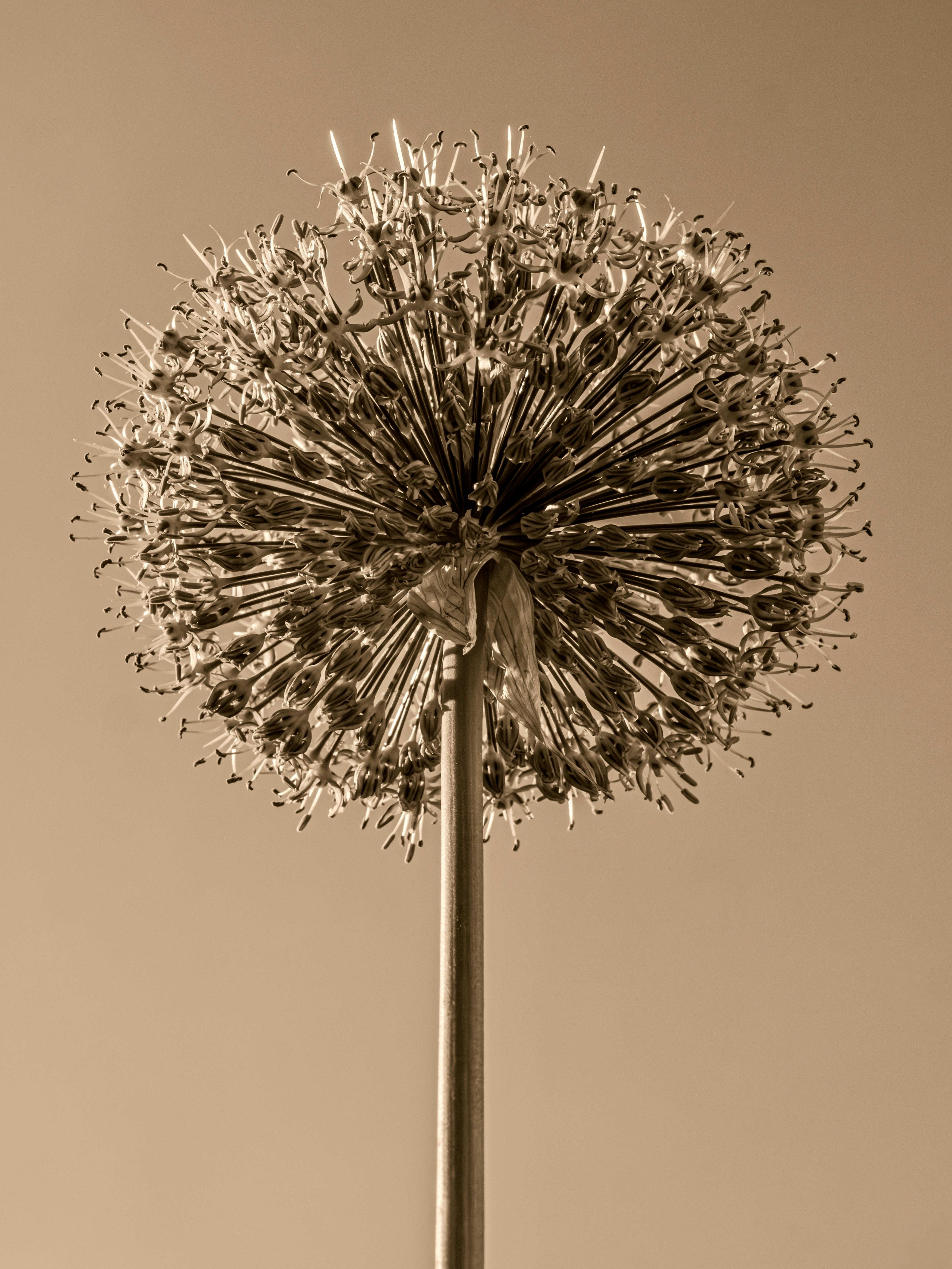 A dried ornamental onion flower head against a sepia background